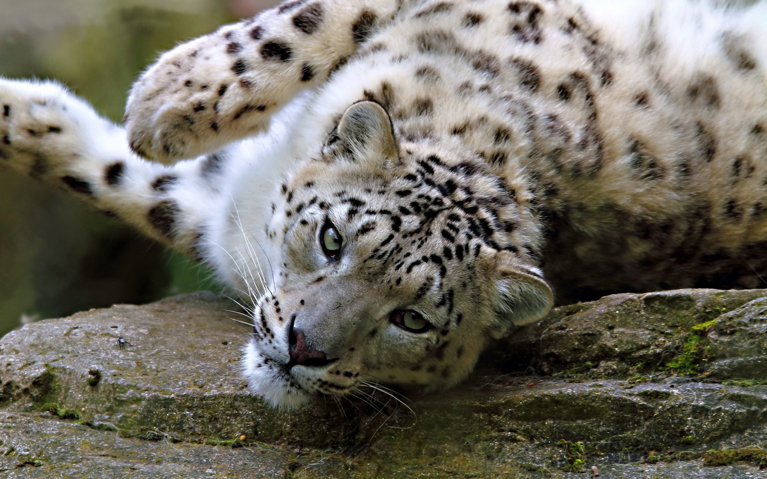 Snow leopard lying on a rock HD Wallpaper
