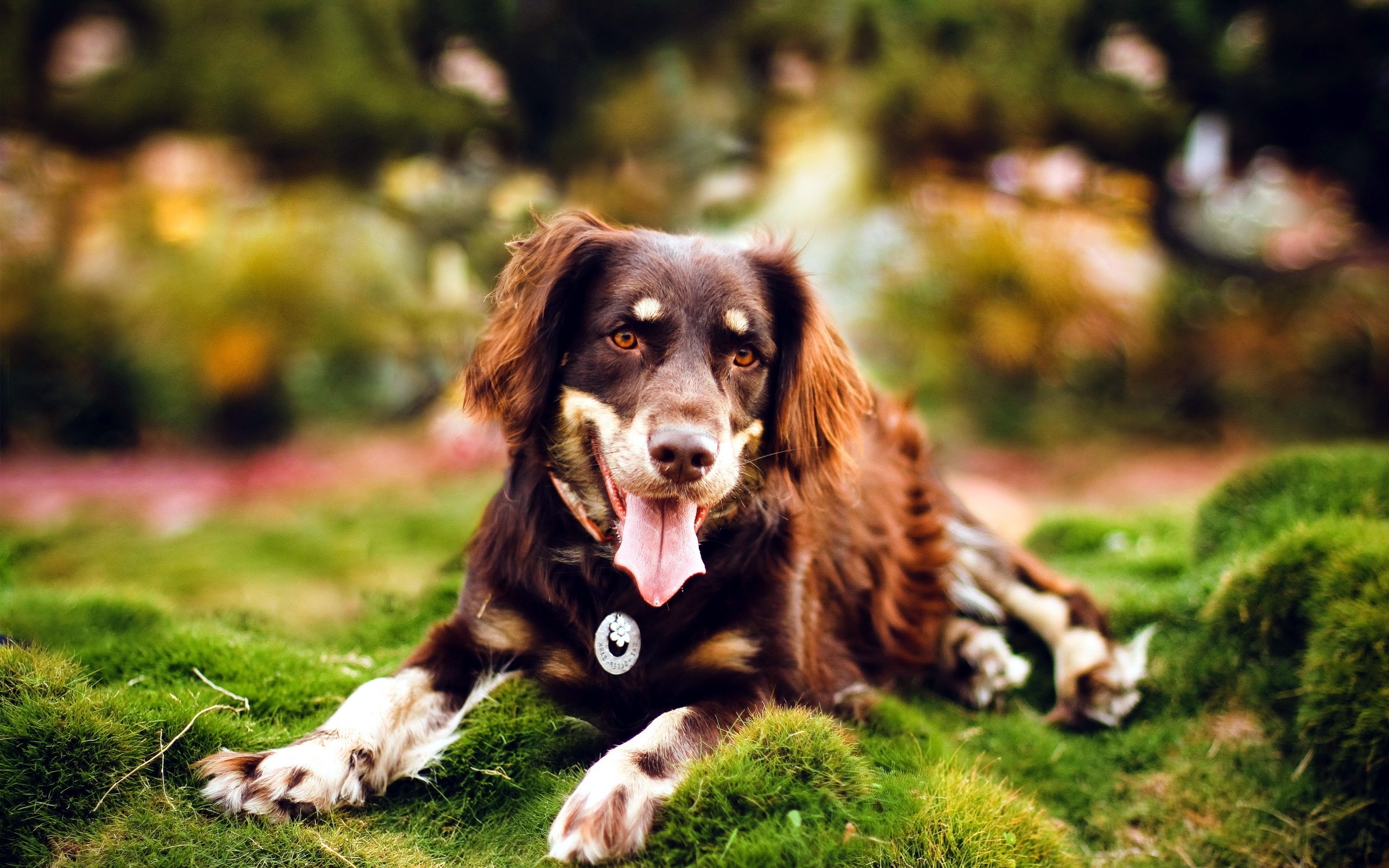 Brown dog with tan markings lying on grass HD Wallpaper