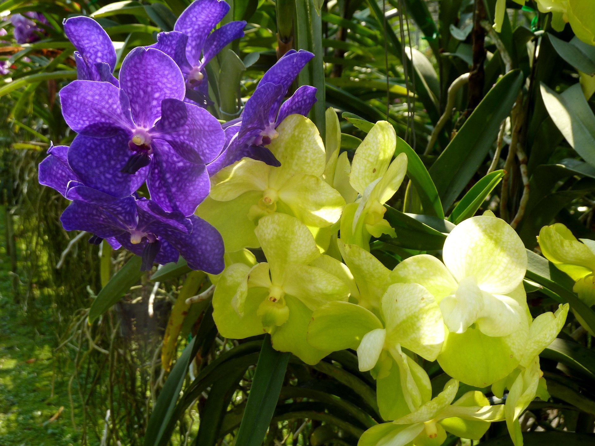 Purple and yellow orchids in a garden HD Wallpaper