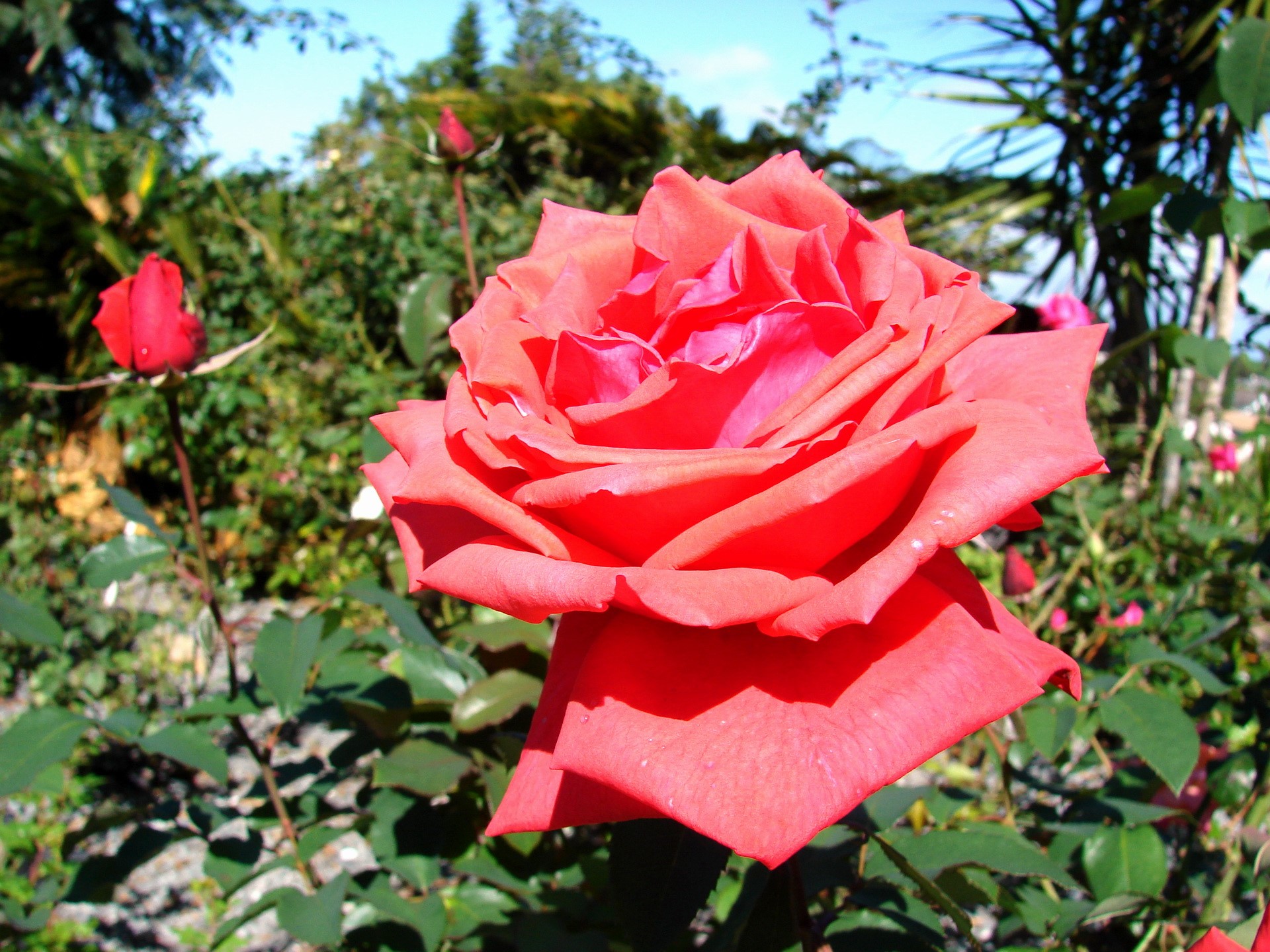 Close-up of a vibrant red rose in a garden HD Wallpaper