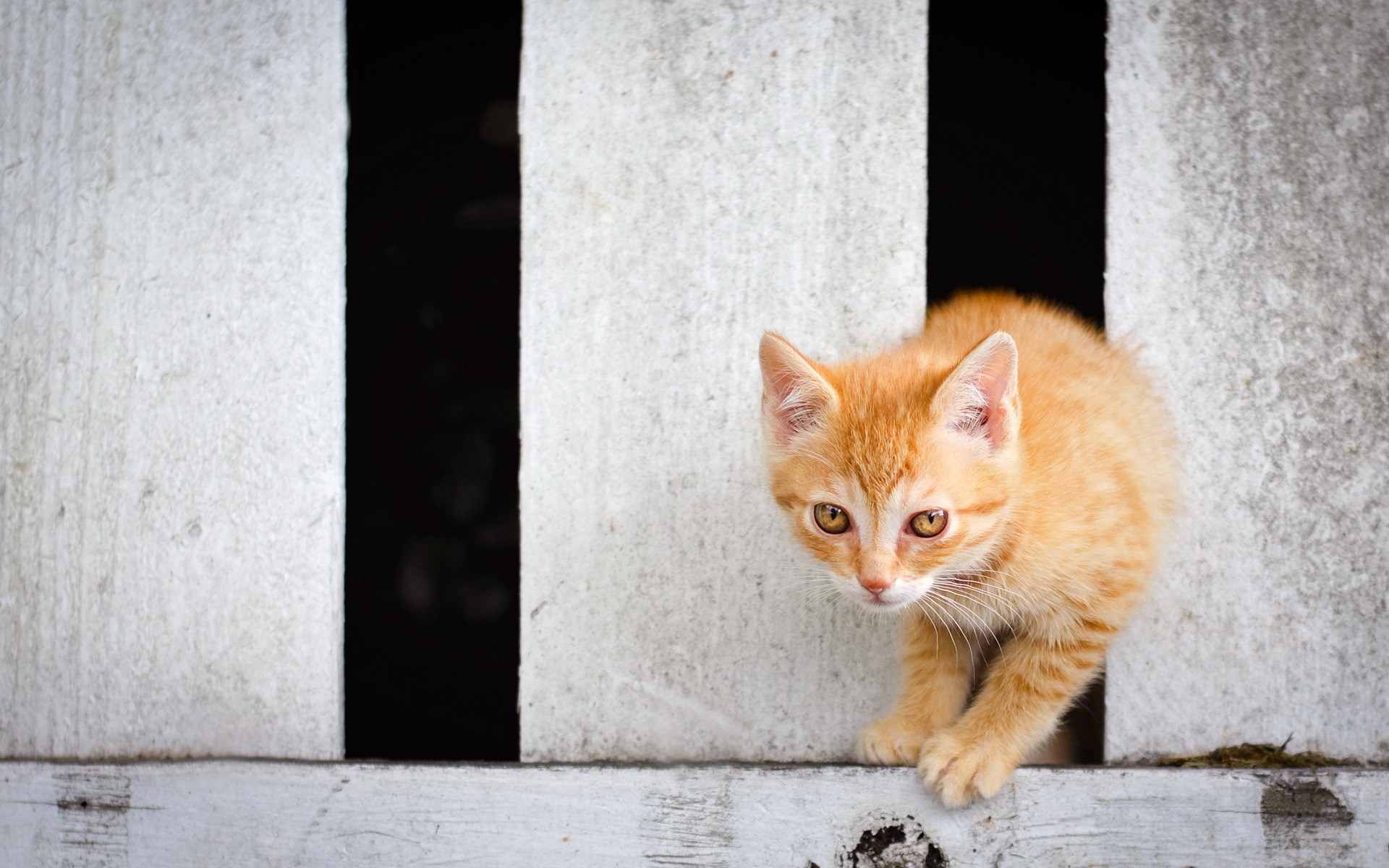 Orange kitten peeking through a fence HD Wallpaper