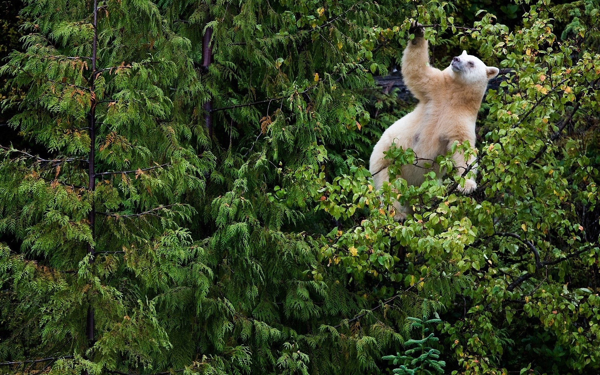 Spirit bear climbing a tree HD Wallpaper
