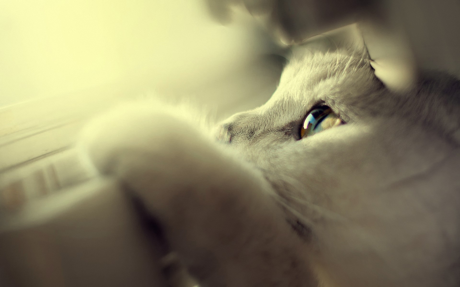 Close-up of a cat's eye and paw HD Wallpaper