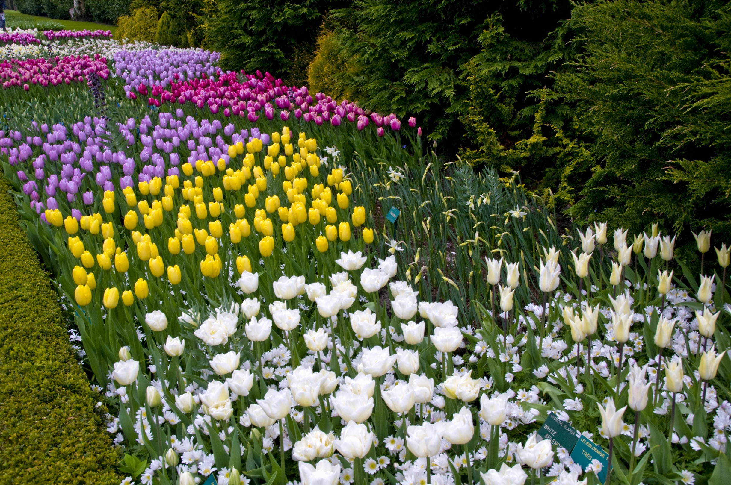 Rows of colorful tulips in a garden HD Wallpaper