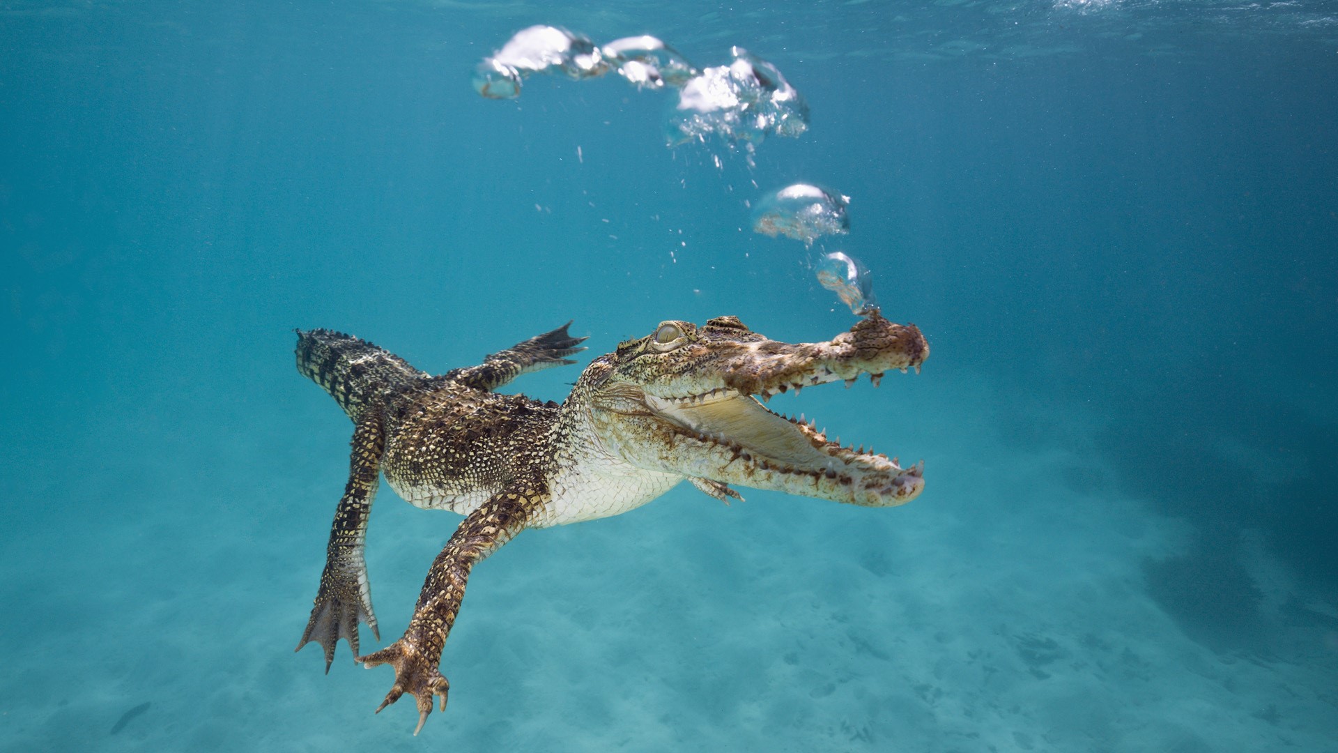Crocodile swimming underwater with bubbles HD Wallpaper