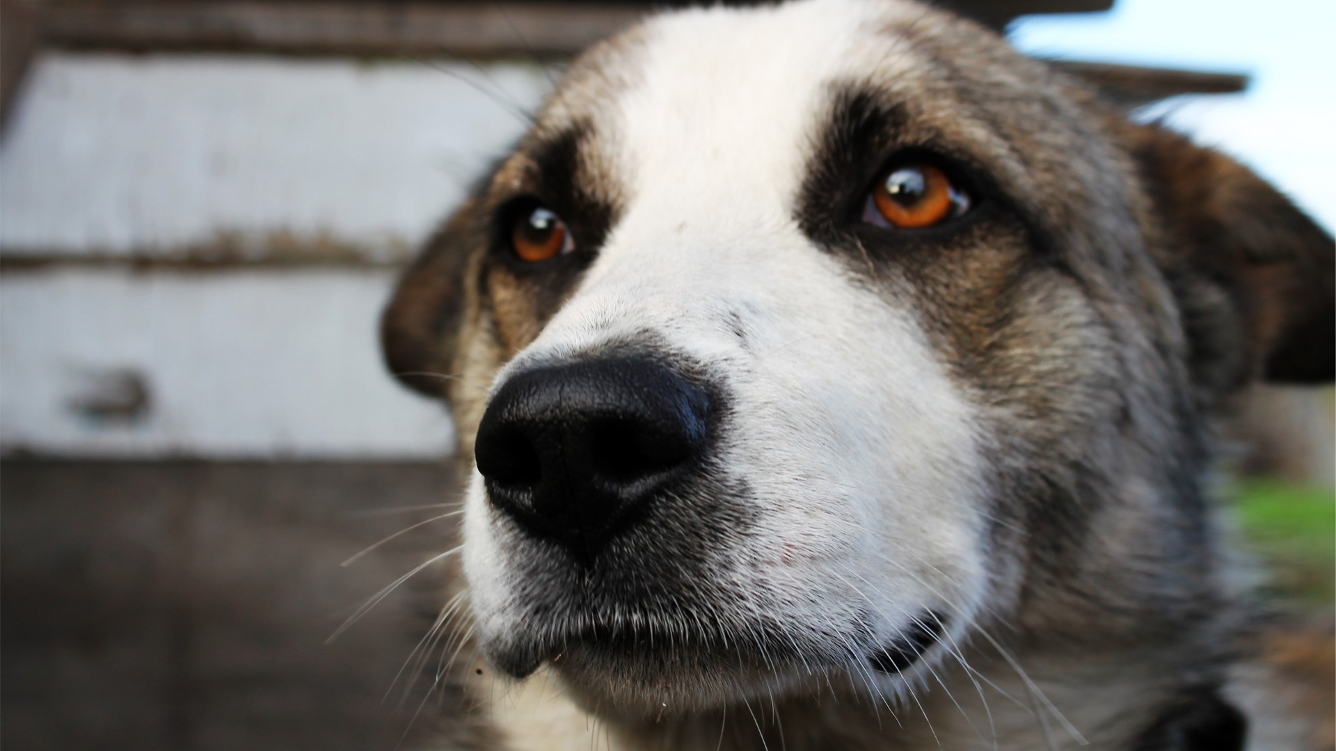 Close-up of a dog's face with amber eyes HD Wallpaper