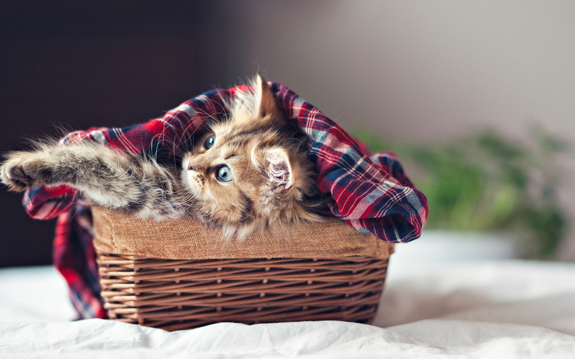 Kitten in a basket with a plaid blanket HD Wallpaper