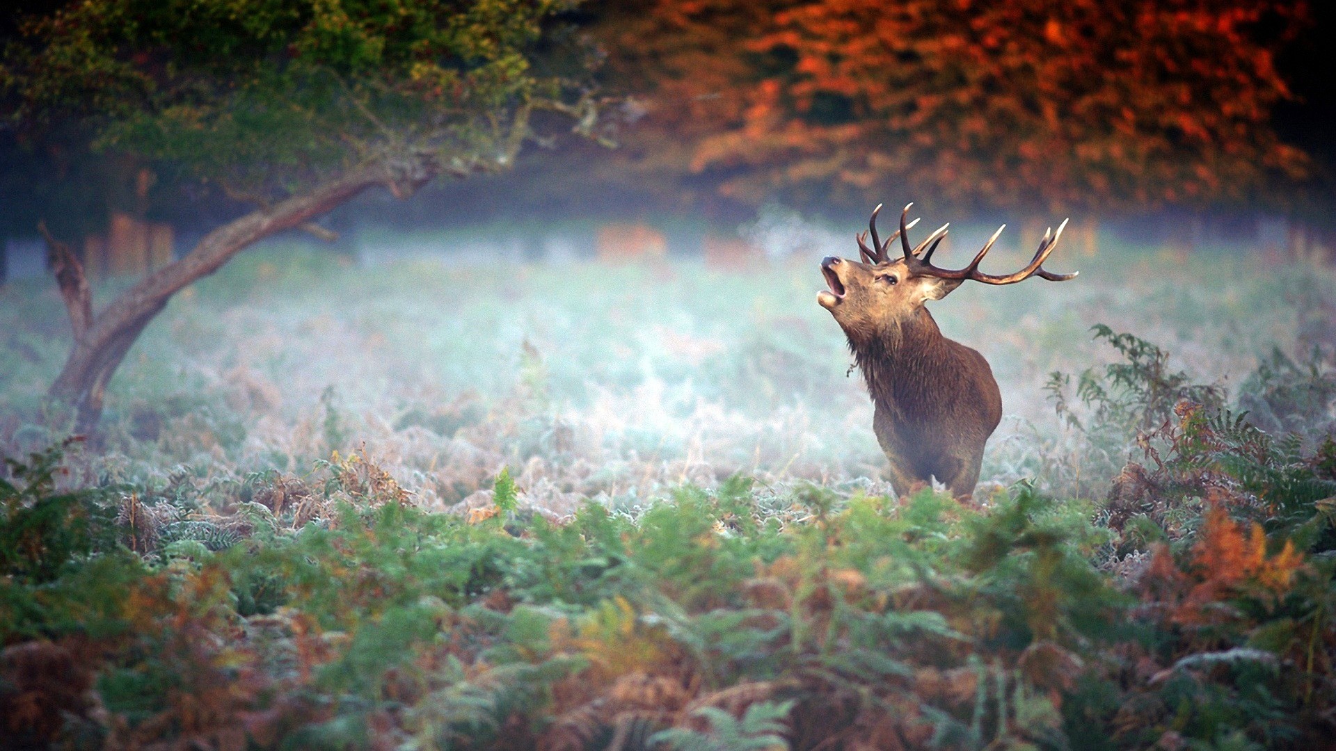 Deer roaring in a misty forest HD Wallpaper