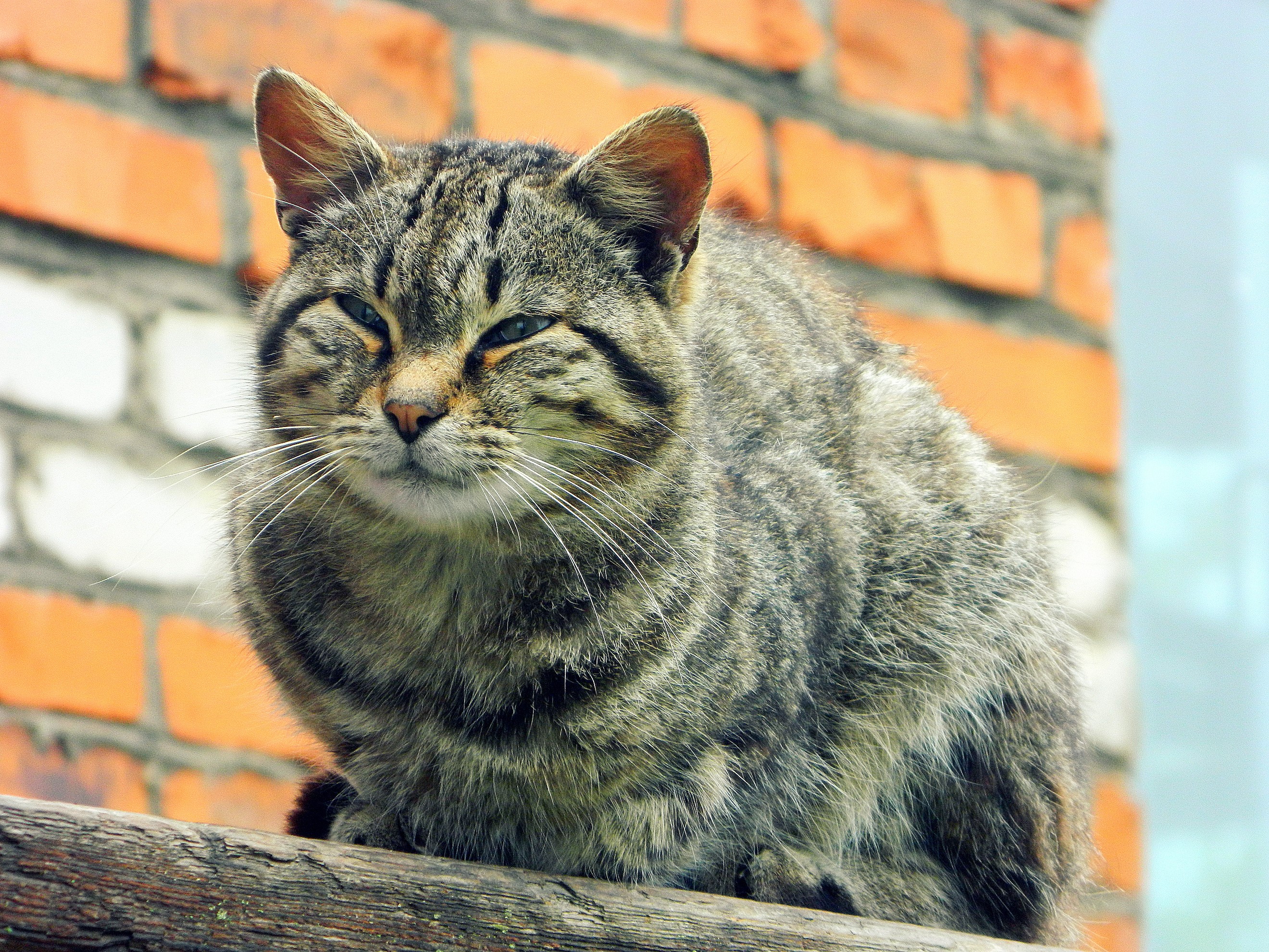 A tabby cat sits on a wooden beam HD Wallpaper