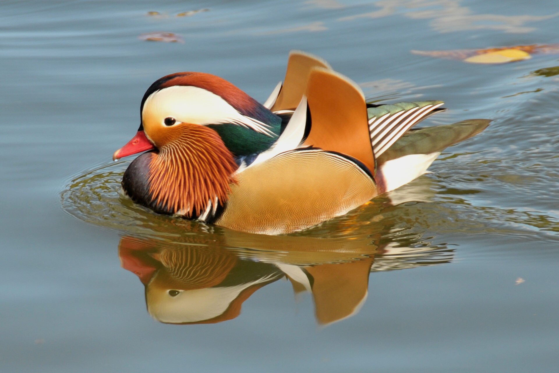 Mandarin duck swimming on water HD Wallpaper