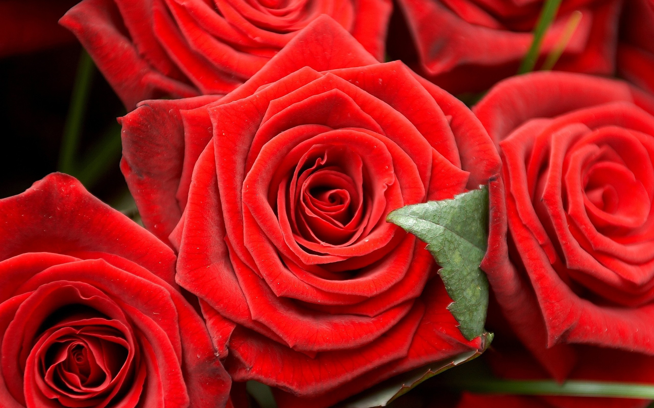 Close-up of red roses with green leaves HD Wallpaper