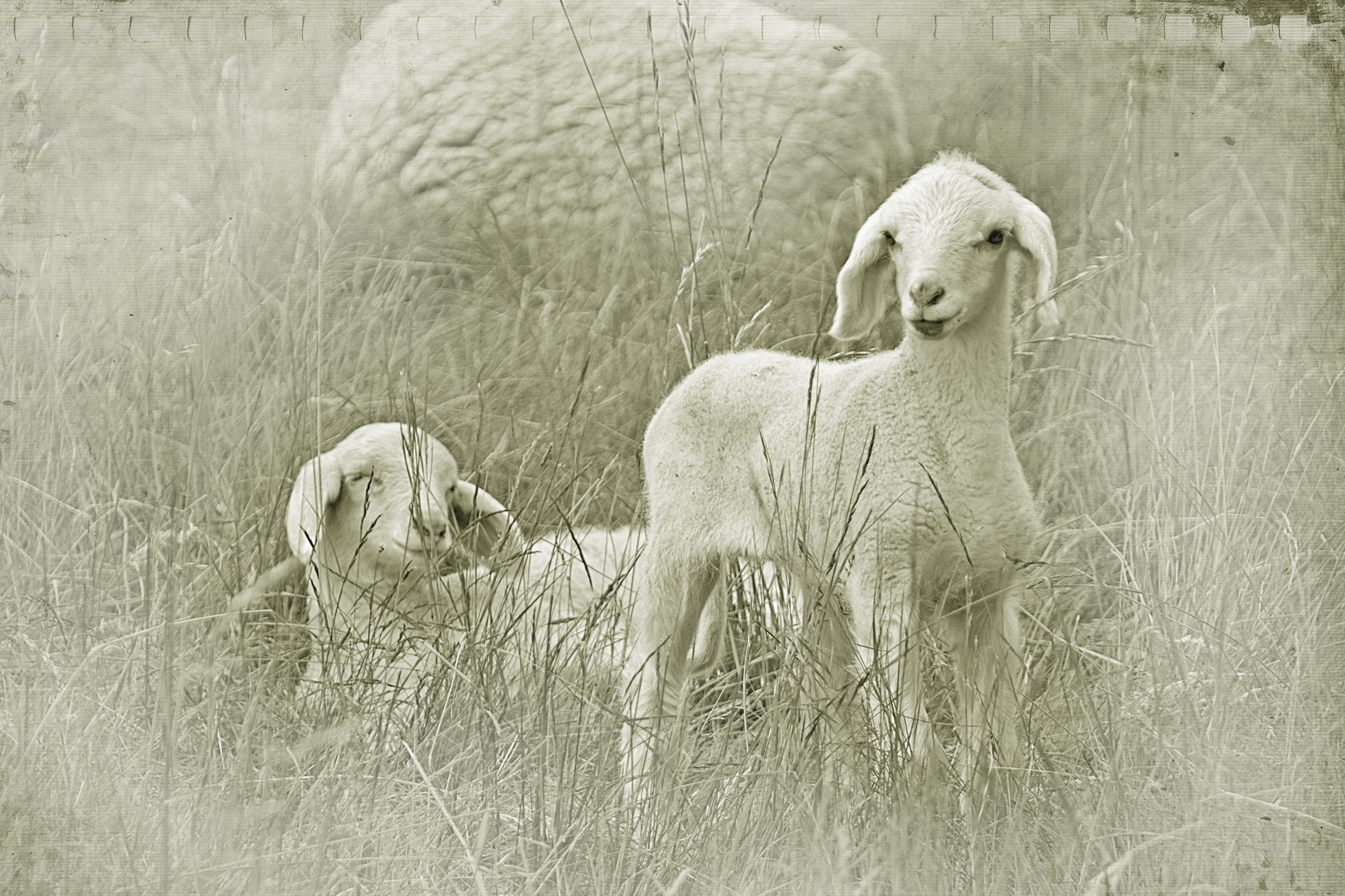 Two lambs in tall grass with a sheep in the background HD Wallpaper