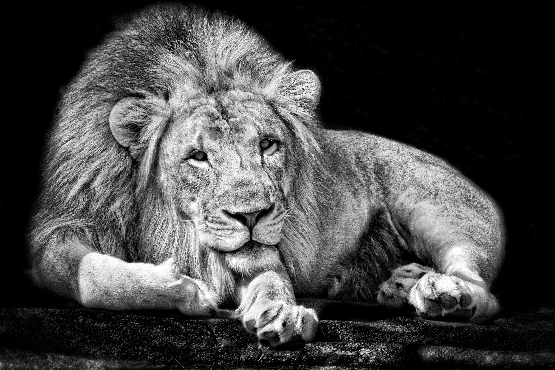 Black and white portrait of a lion HD Wallpaper