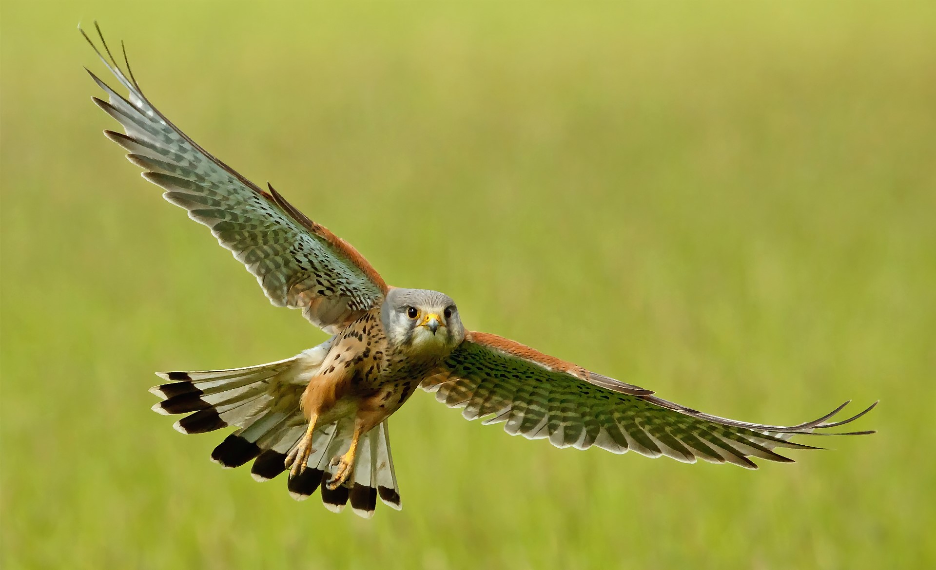 A kestrel in flight against a green background HD Wallpaper