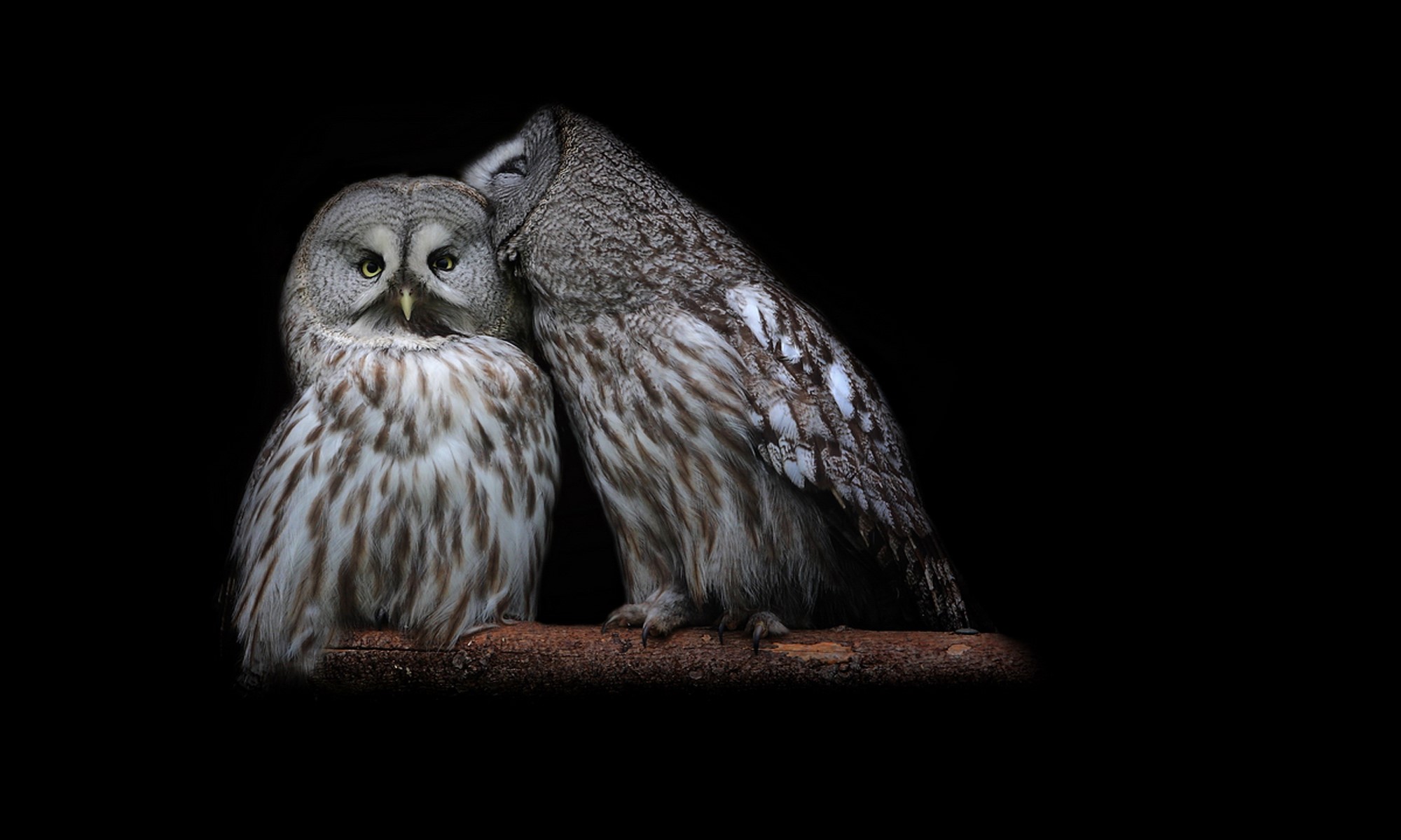 Two Great Grey Owls on a branch HD Wallpaper