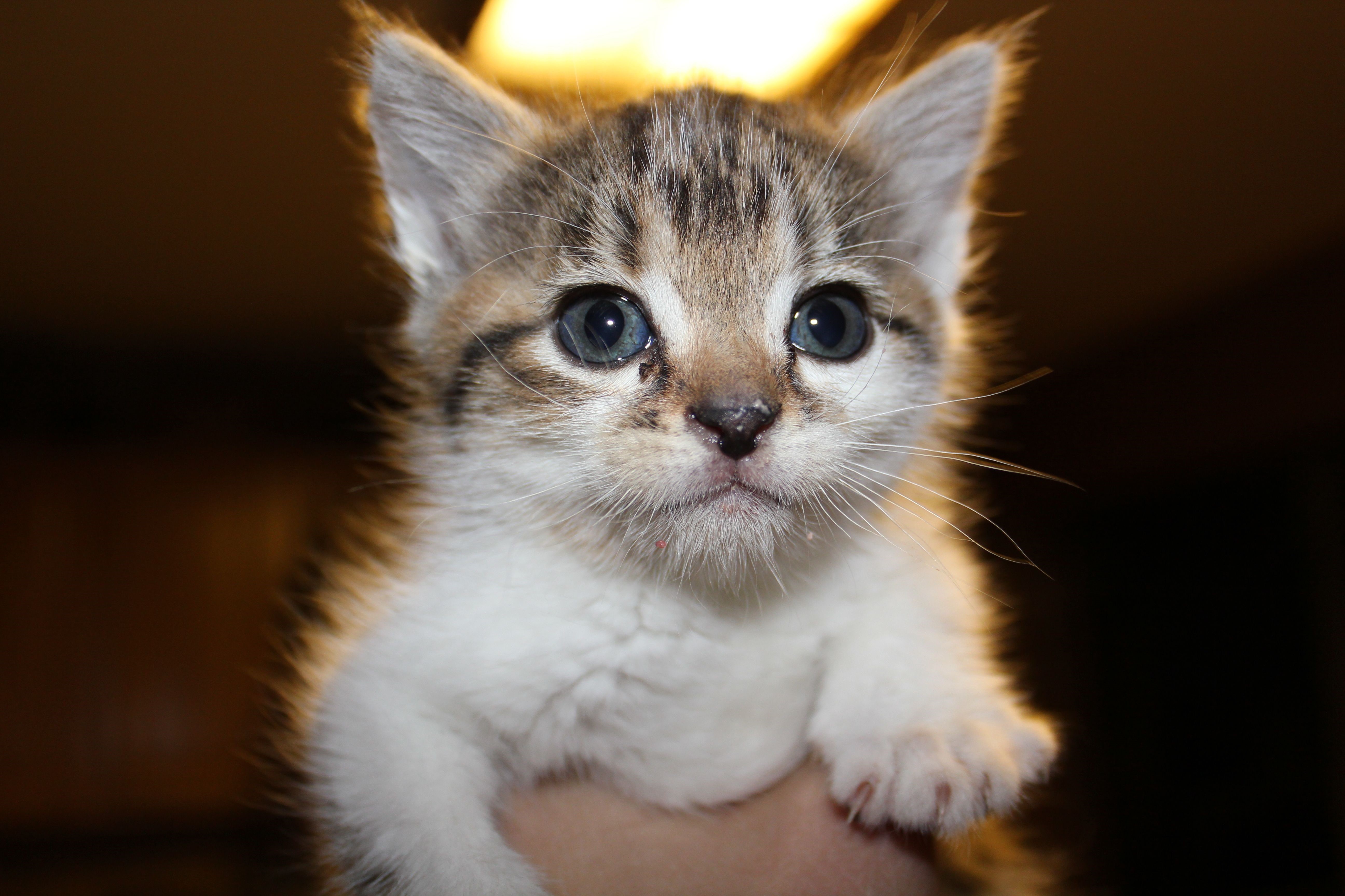 Close-up of a Tabby Kitten HD Wallpaper