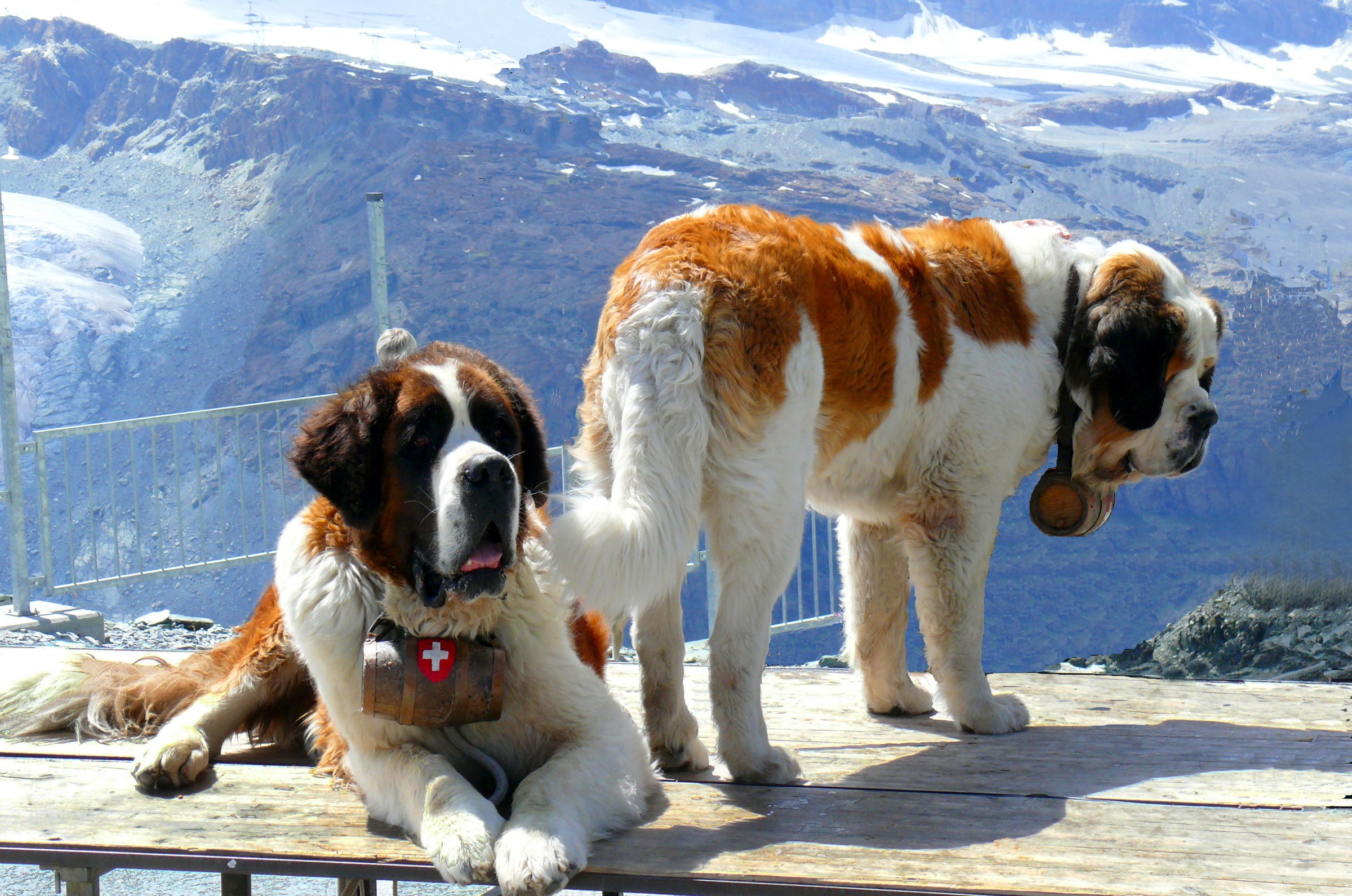 Two St. Bernard dogs in the mountains HD Wallpaper