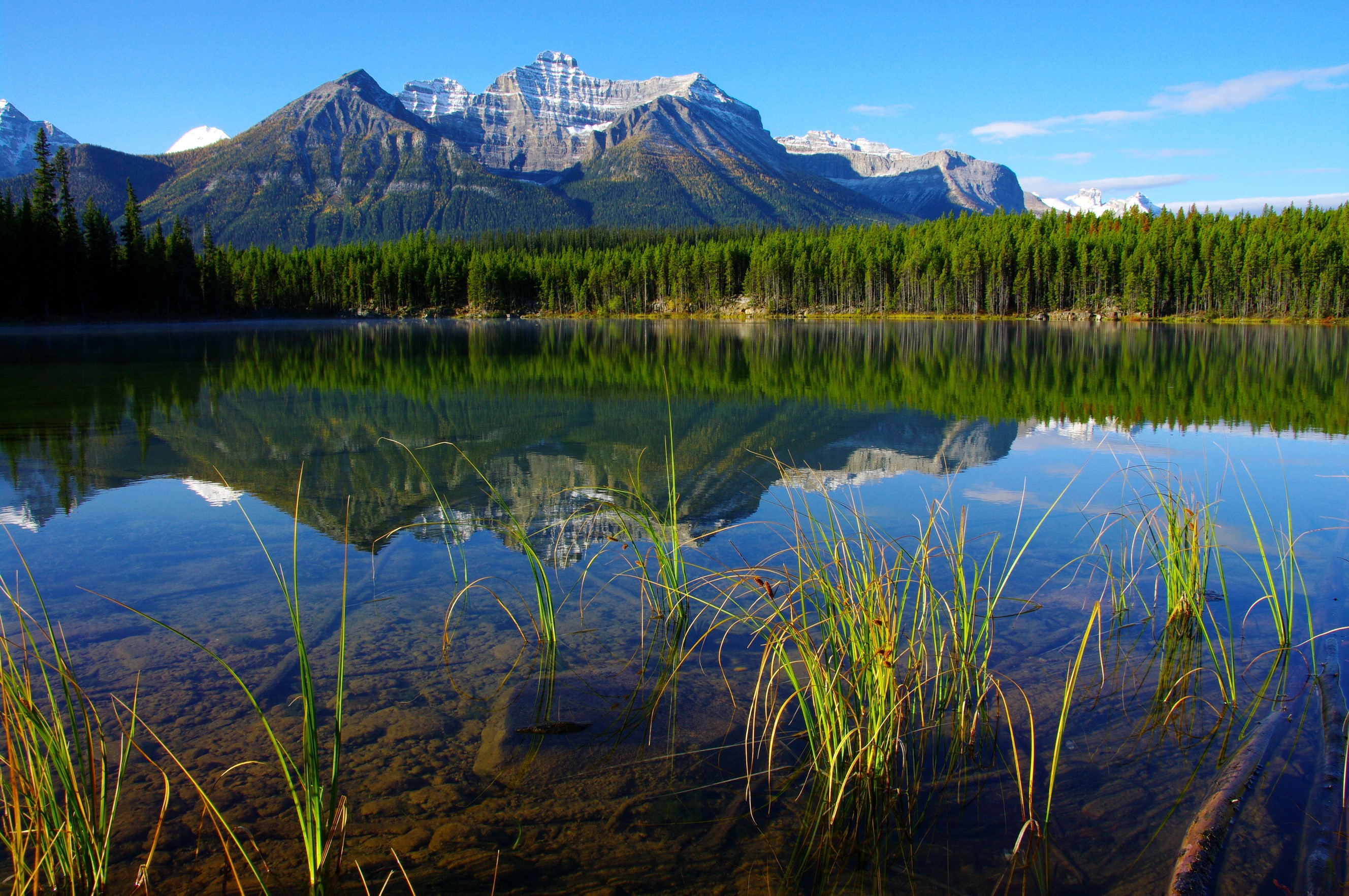 Mountains reflected in a lake with reeds in Banff National Park HD Wallpaper