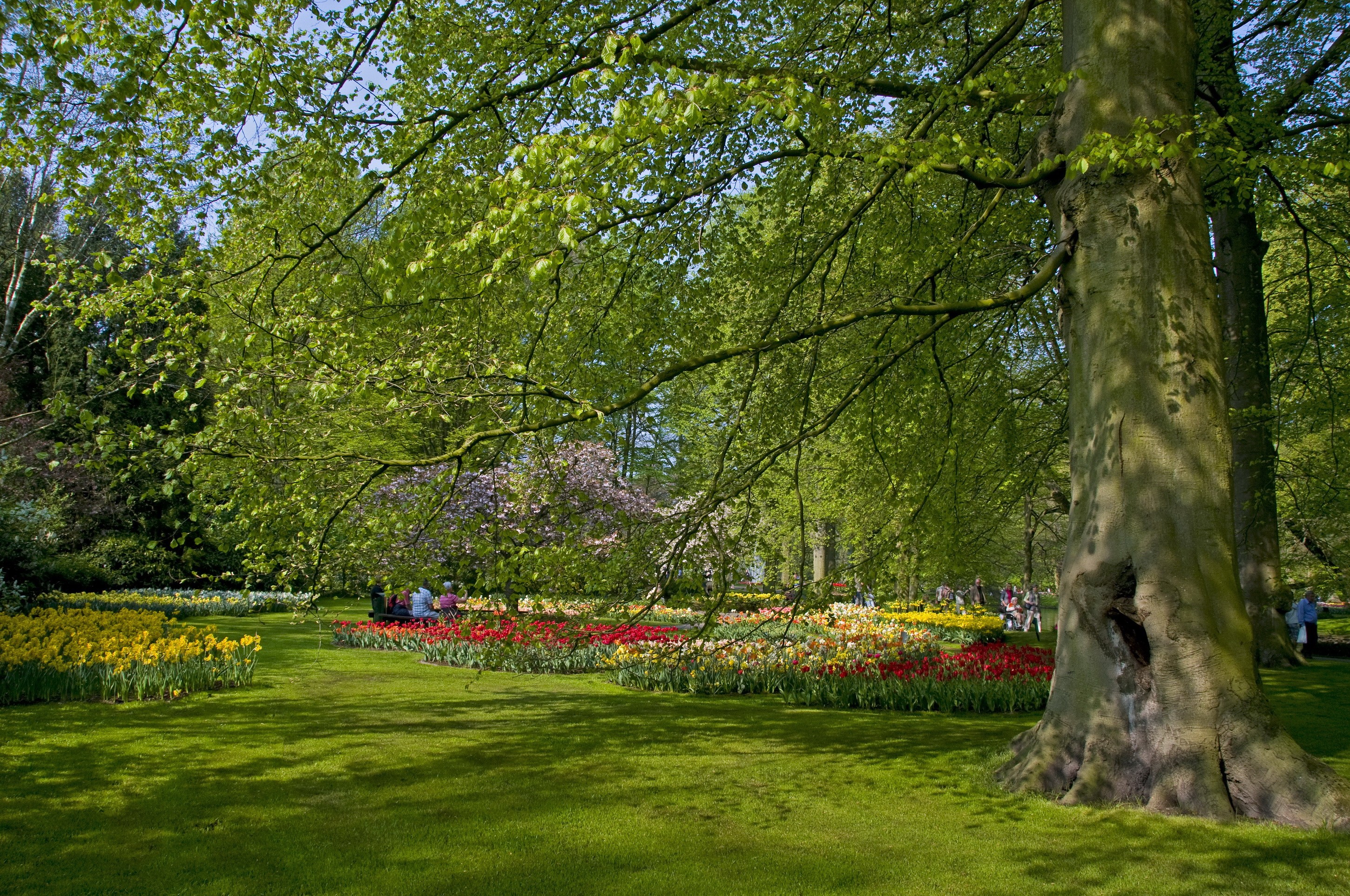 Keukenhof Gardens in Lisse, Netherlands with colorful tulips HD Wallpaper