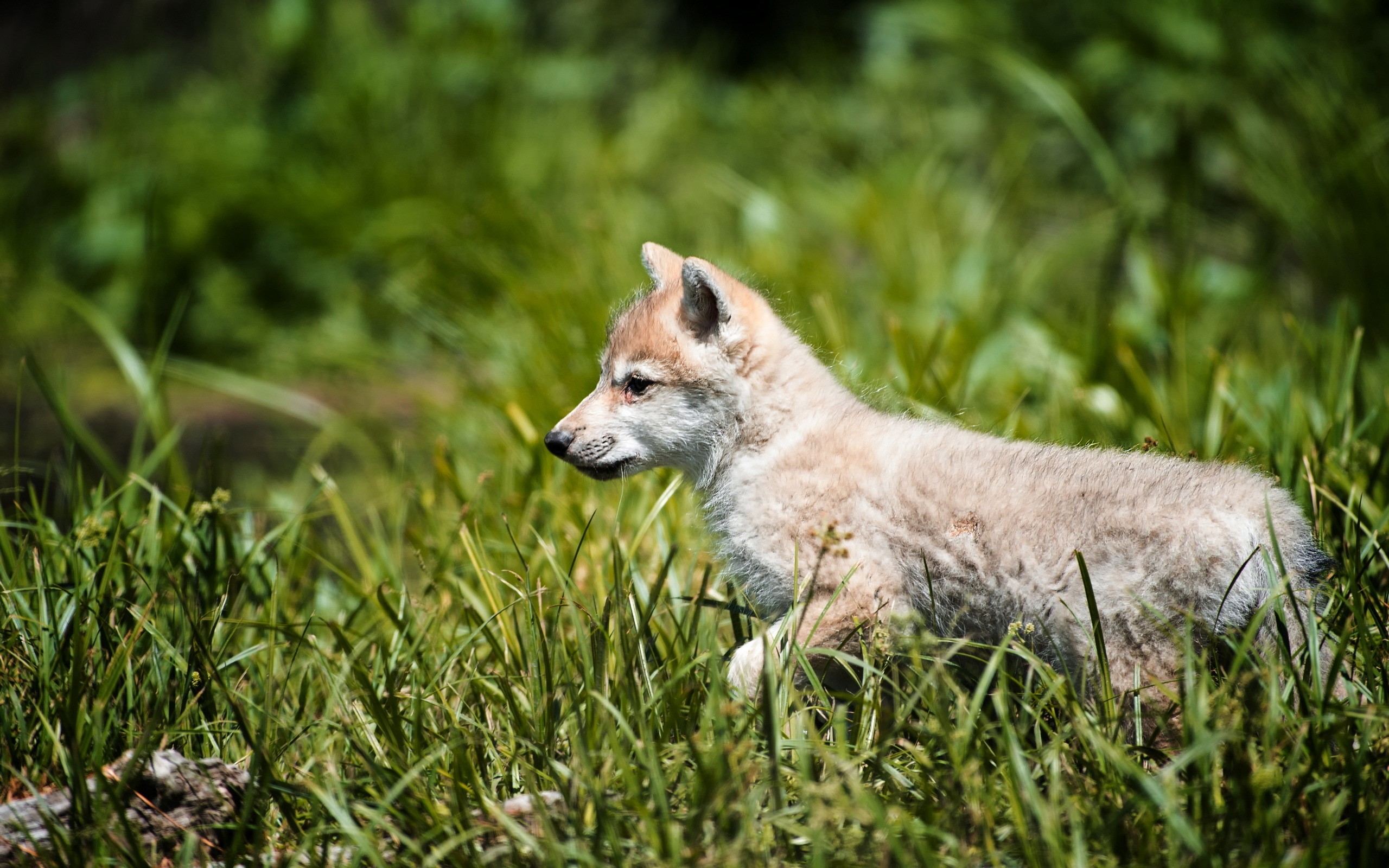 Wolf puppy in tall green grass HD Wallpaper