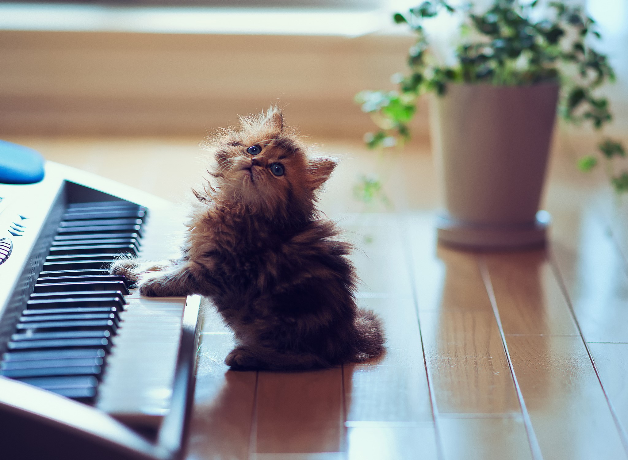 Fluffy kitten playing on a keyboard HD Wallpaper