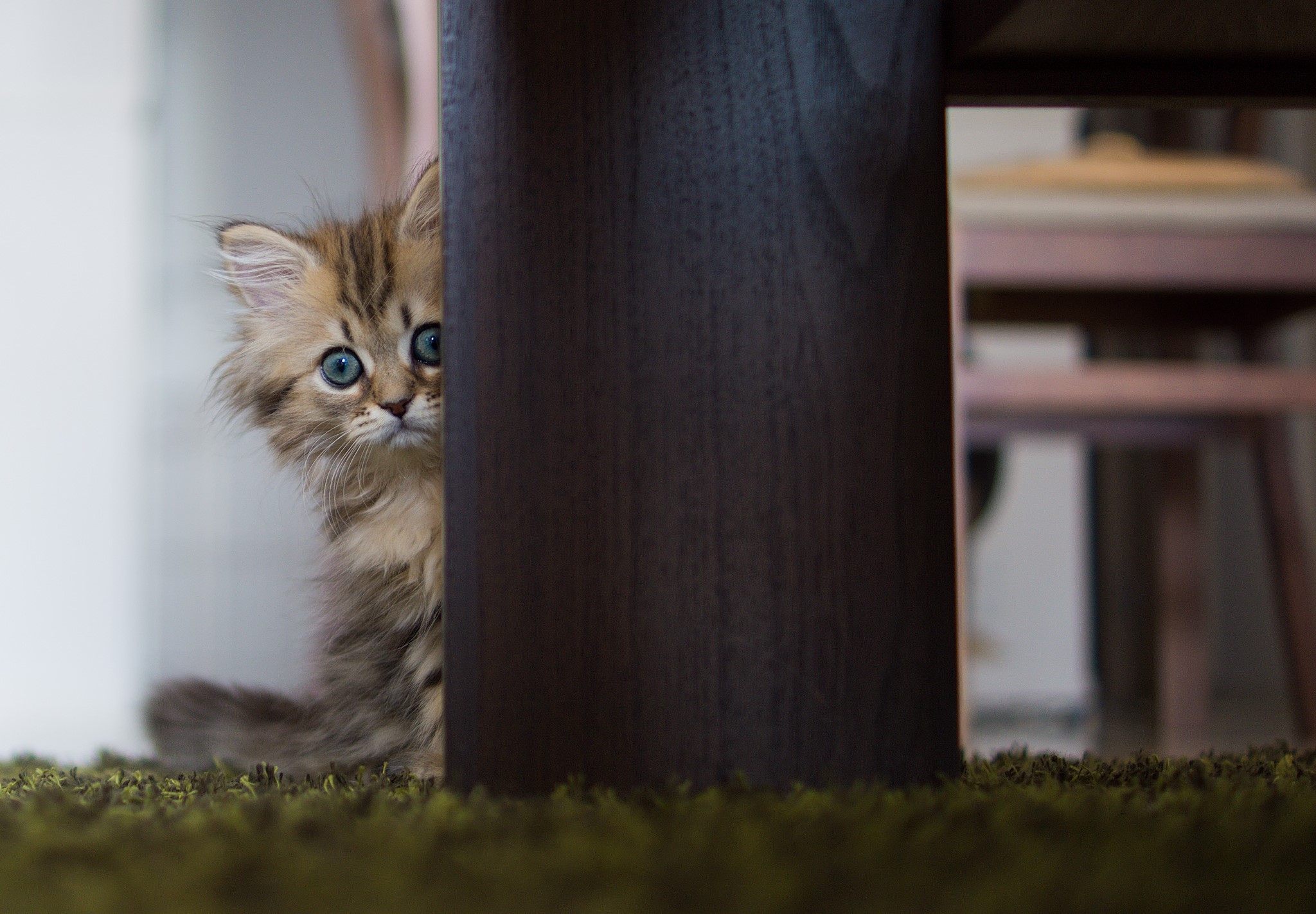 A fluffy kitten peeking from behind a dark wooden table leg HD Wallpaper