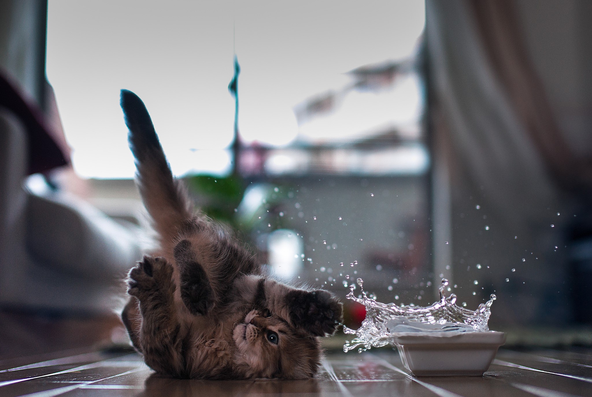 Kitten playing with water HD Wallpaper