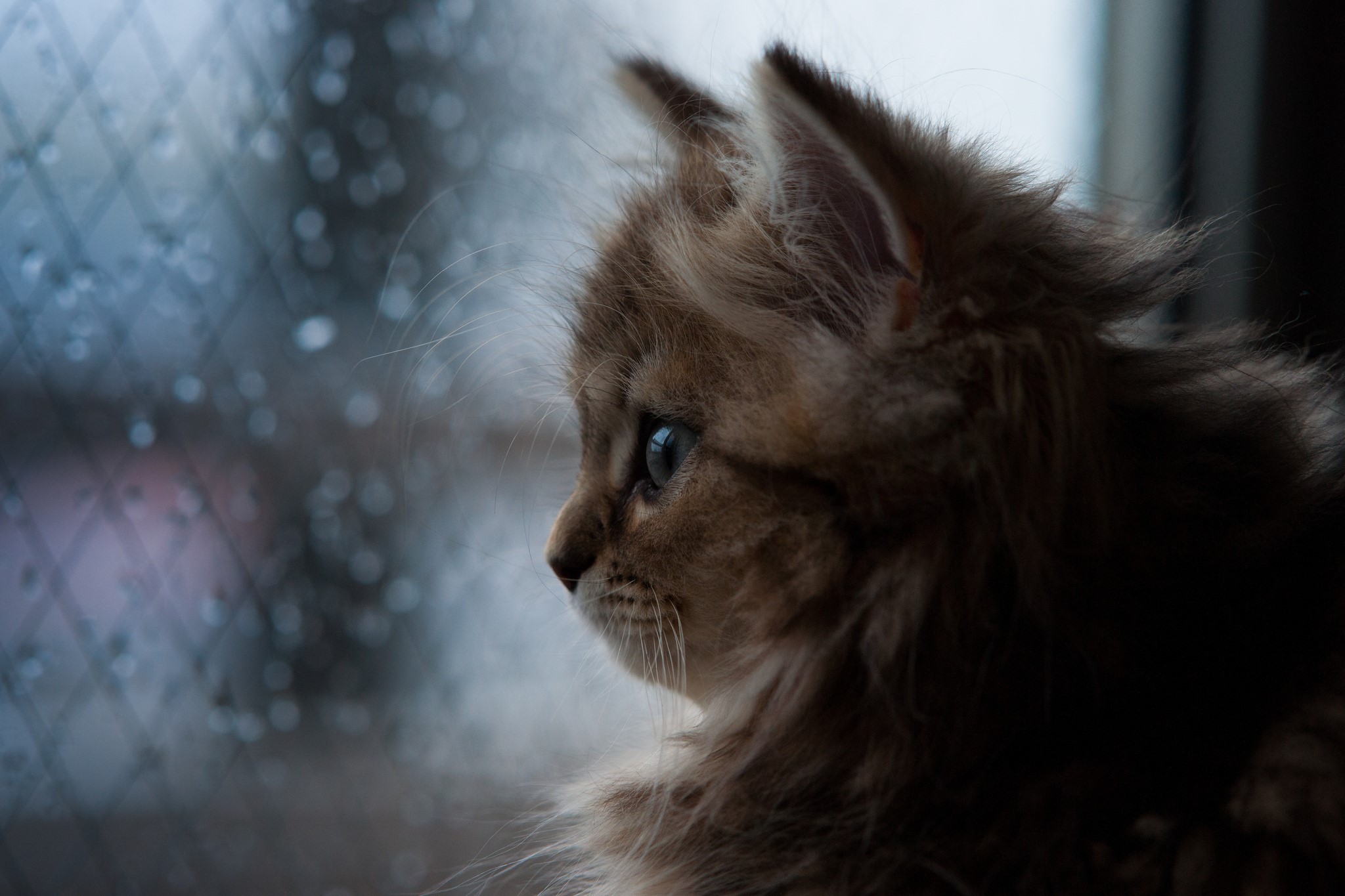 Kitten looking out a window on a rainy day HD Wallpaper
