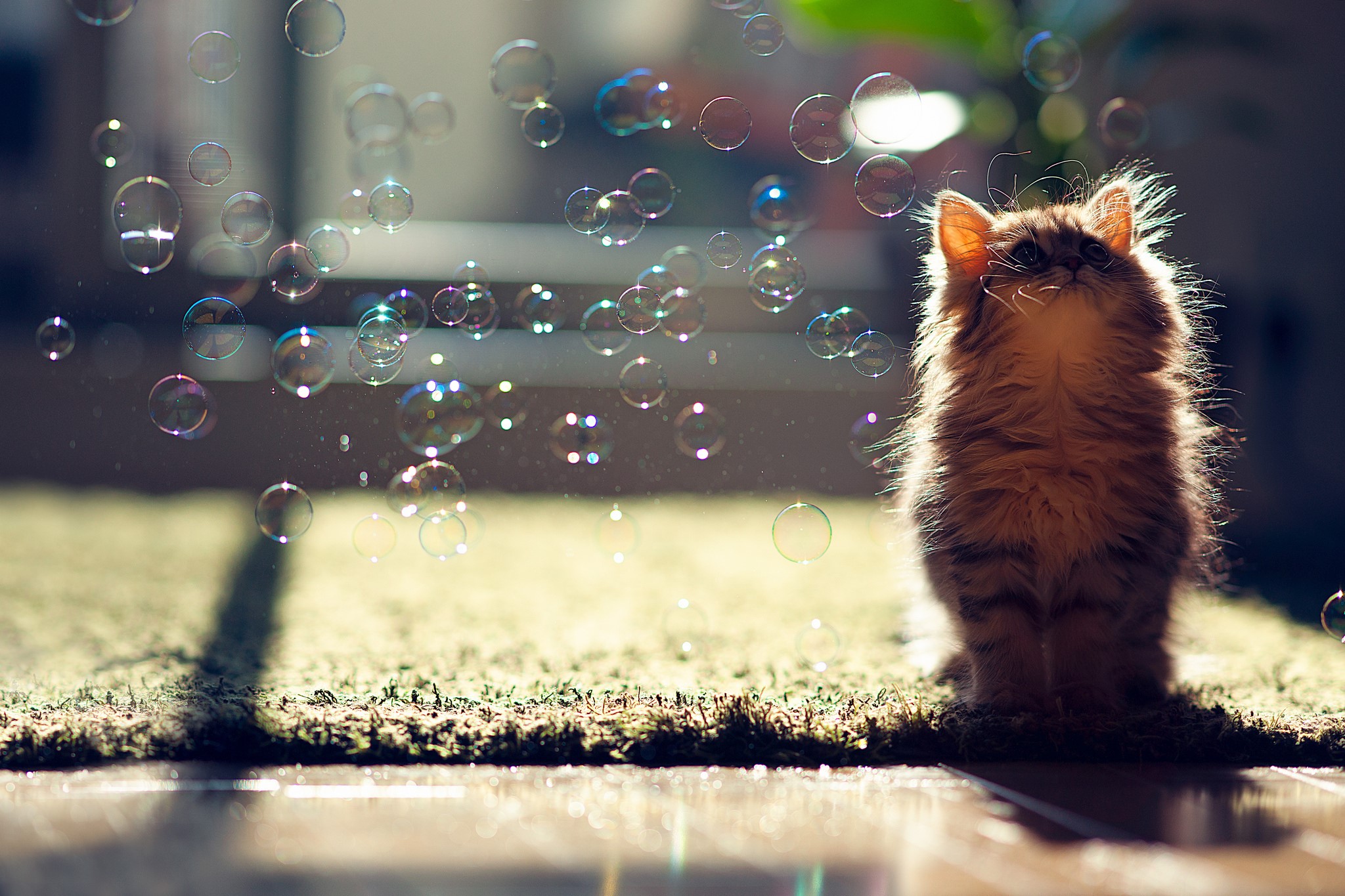 Fluffy kitten playing with bubbles HD Wallpaper