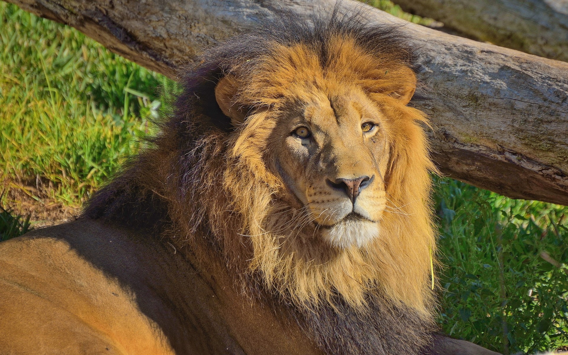 Lion with a mane lying on grass near a log HD Wallpaper