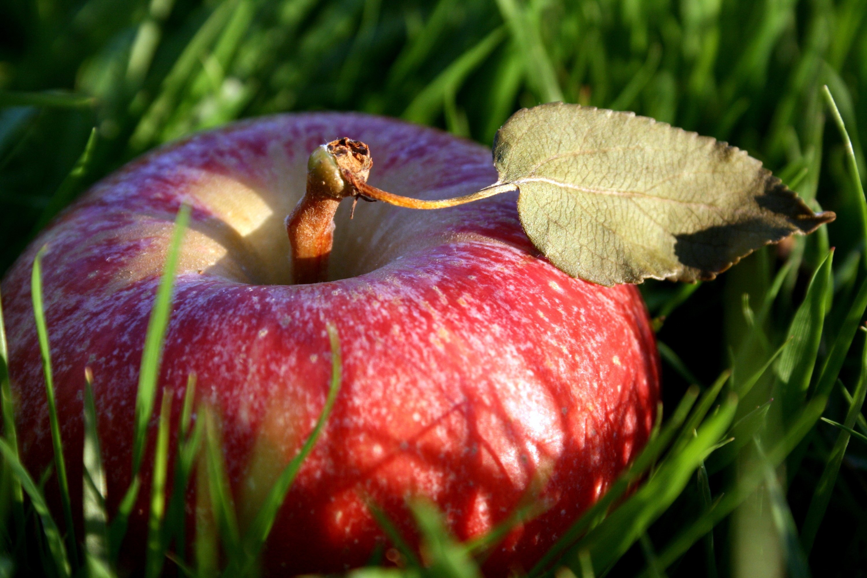 Red apple with a leaf on grass HD Wallpaper