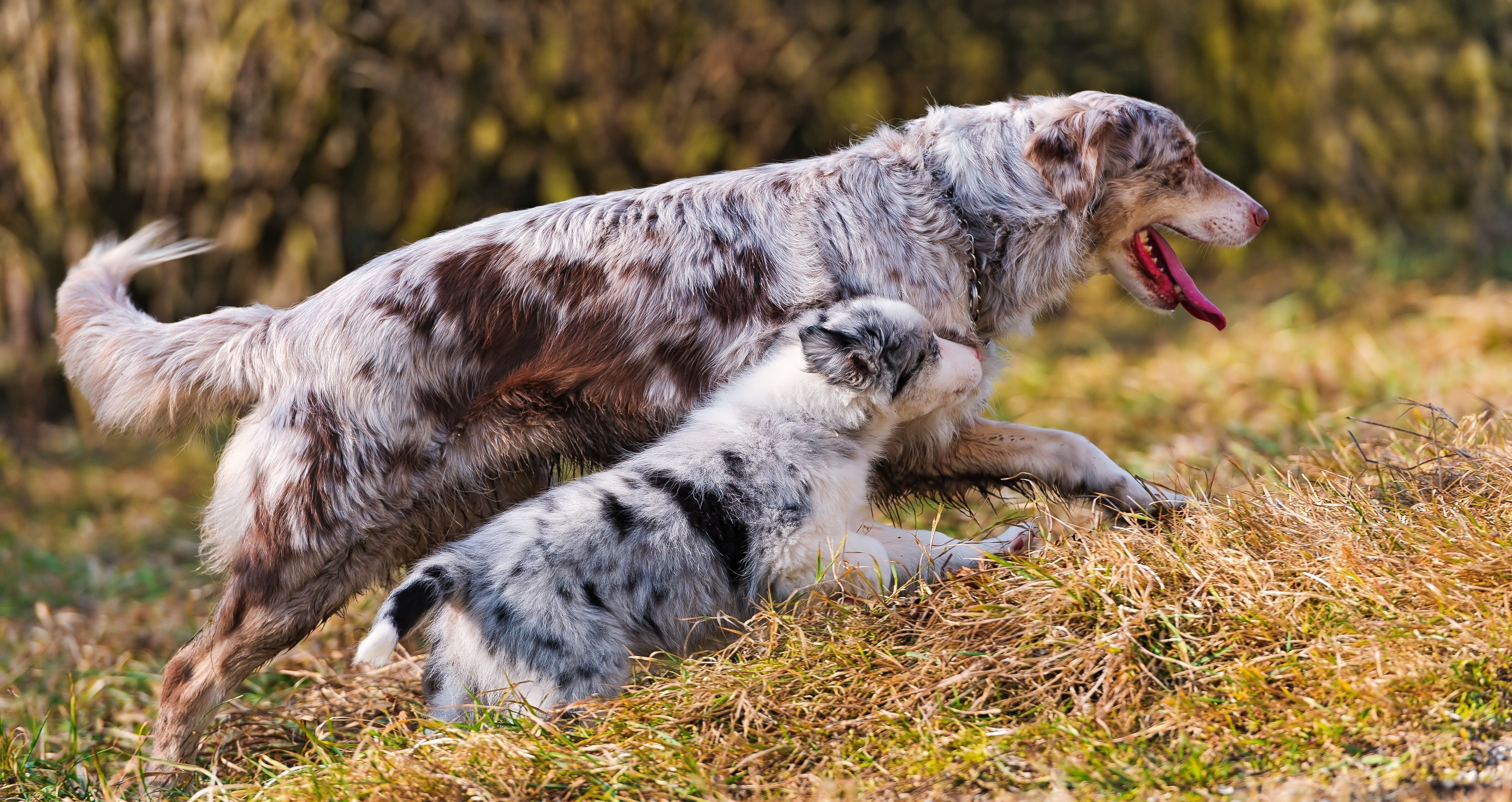 4K Australian Shepherd Dogs Playing HD Wallpaper