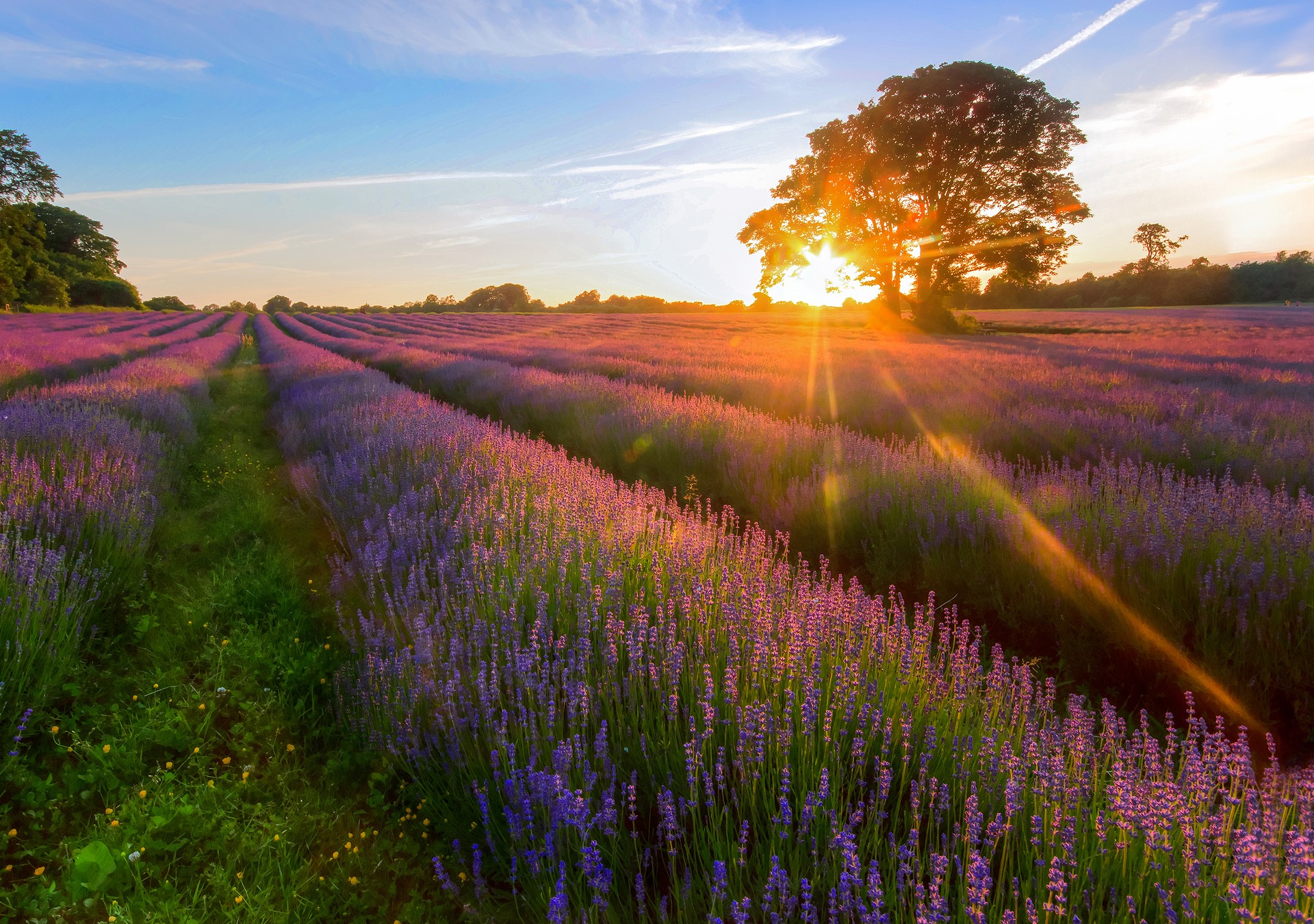 Lavender field at sunset with a large tree HD Wallpaper