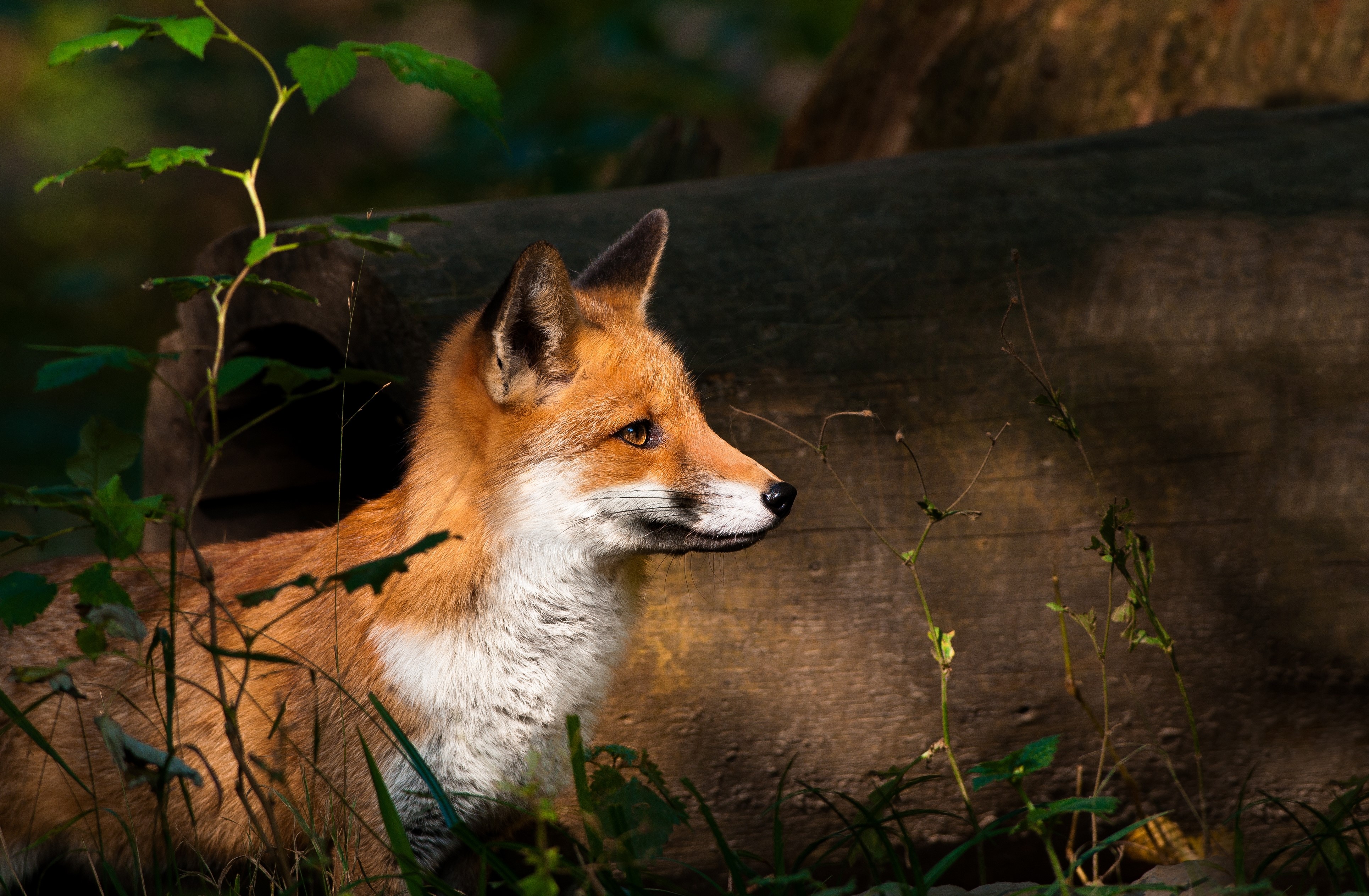 Red fox in a forest near a log HD Wallpaper