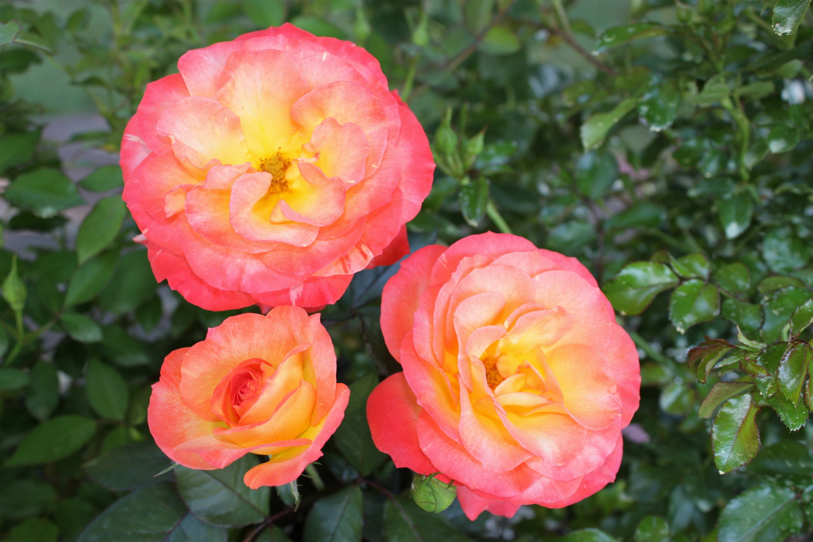 Three bicolor roses with pink and yellow petals HD Wallpaper