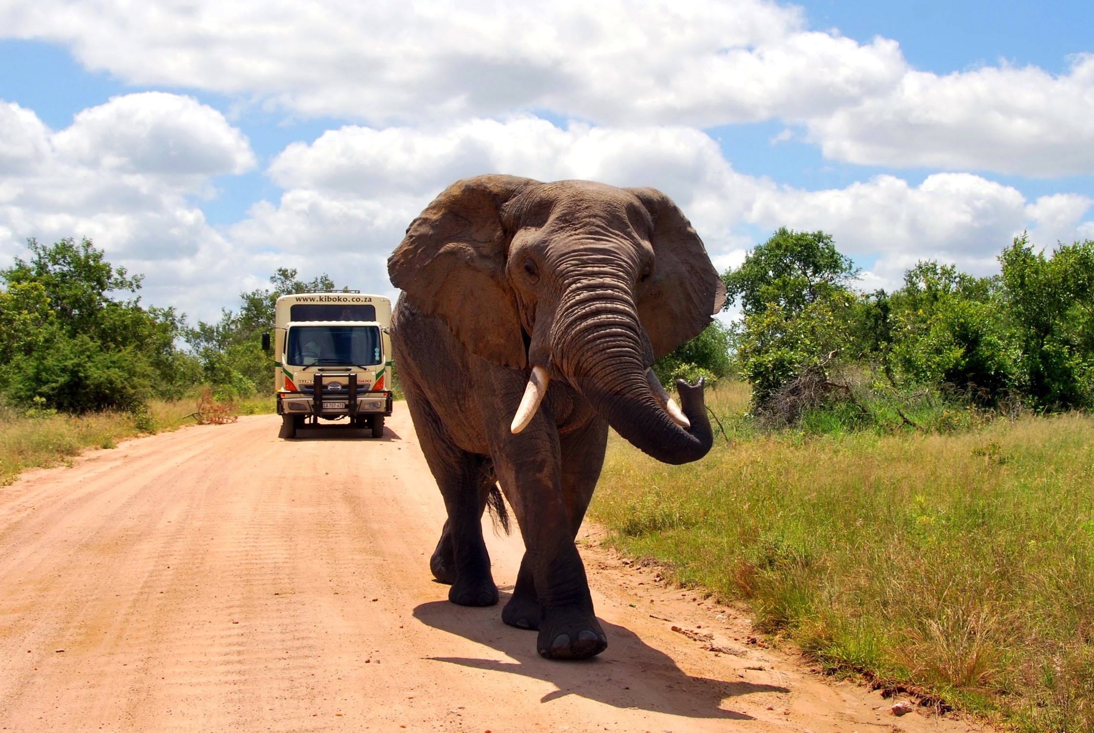 Elephant walking on a dirt road near a safari truck HD Wallpaper