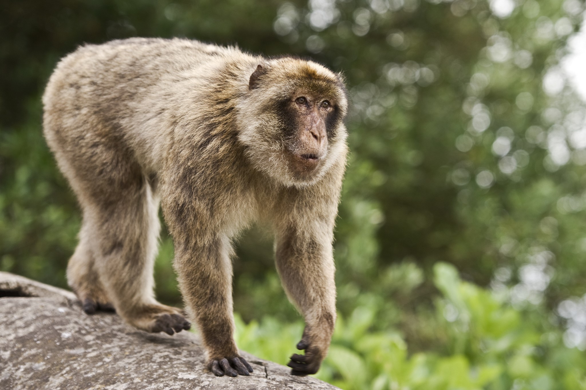 A Barbary macaque walks on a rock HD Wallpaper