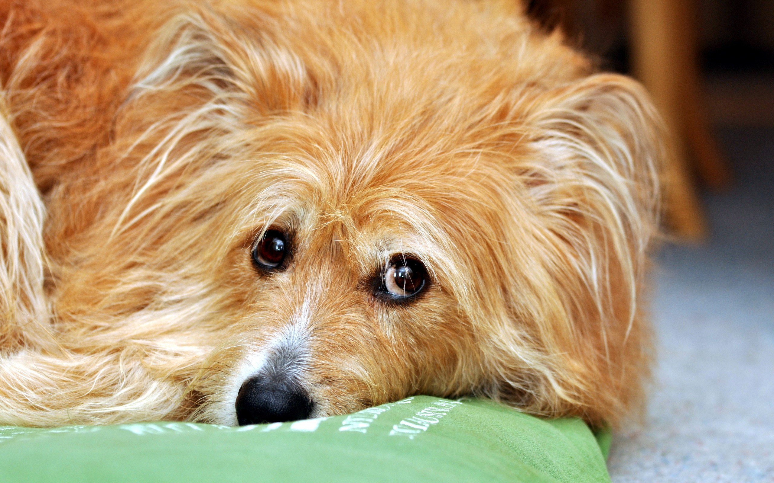 Close-up of a sad-looking Norwich Terrier dog HD Wallpaper