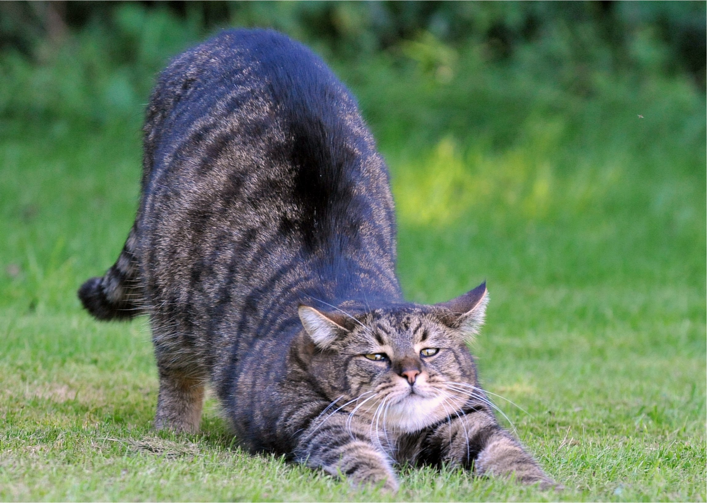 Tabby cat stretching on grass HD Wallpaper