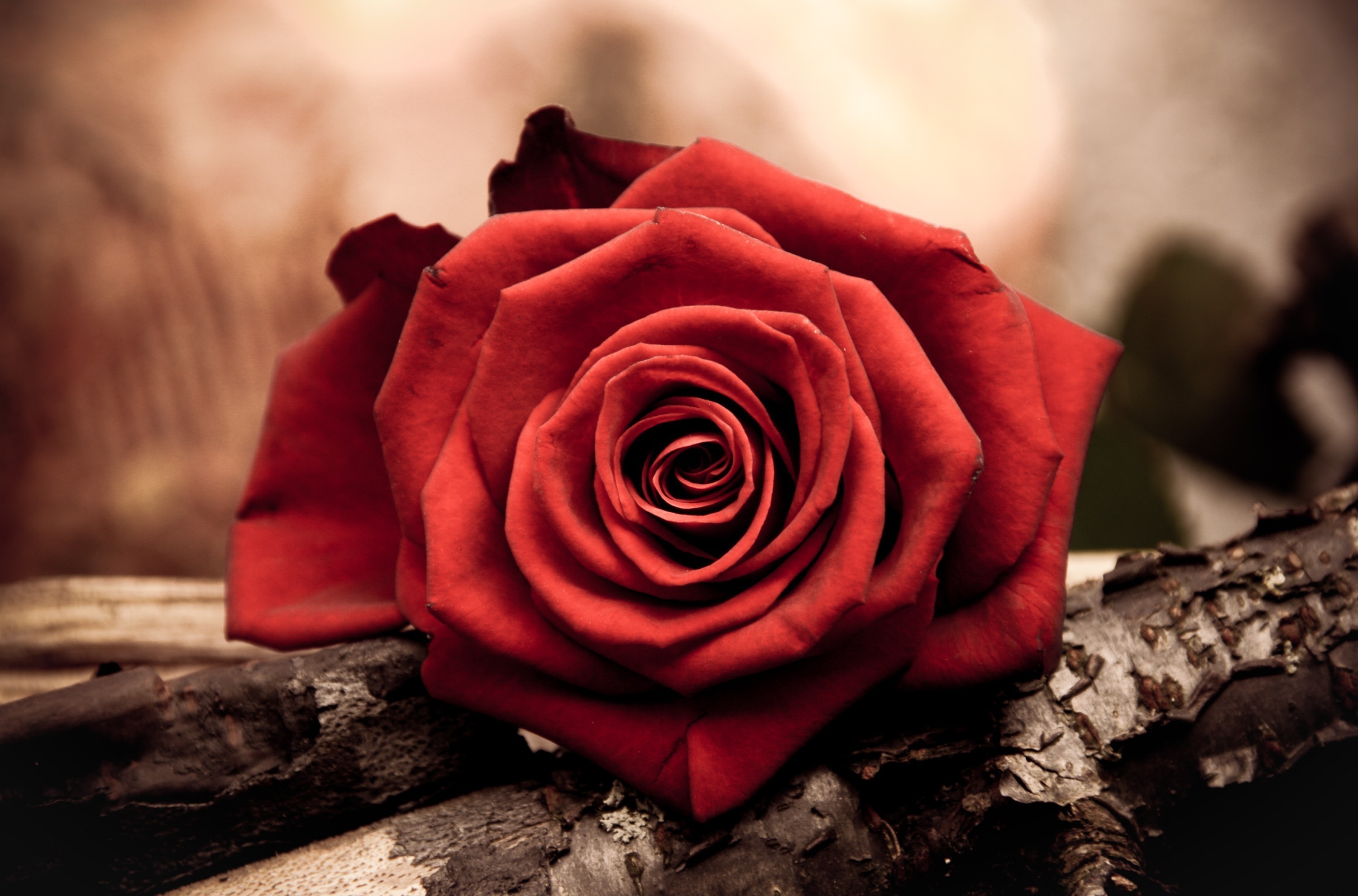 Red rose on a branch HD Wallpaper