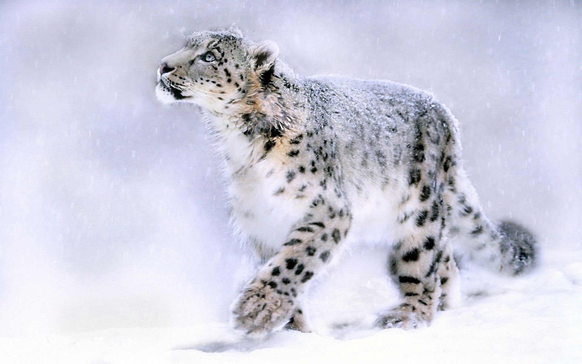 Snow leopard walking in snow HD Wallpaper