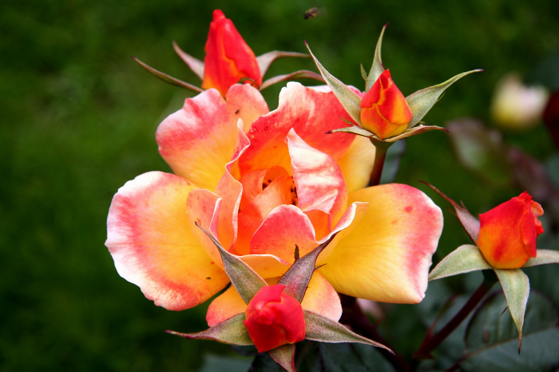Yellow and orange rose with red buds HD Wallpaper