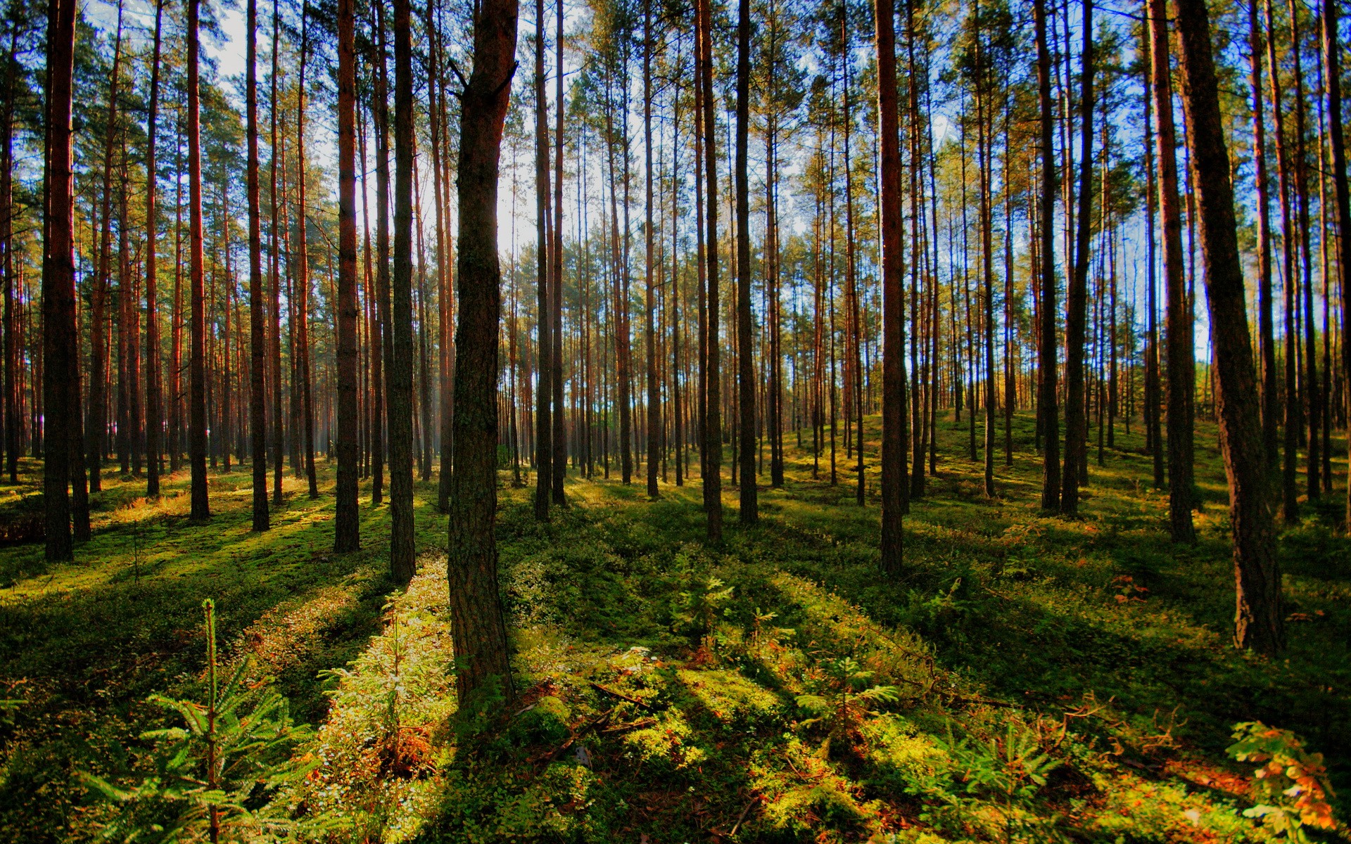 Sunlight filtering through a dense pine forest HD Wallpaper