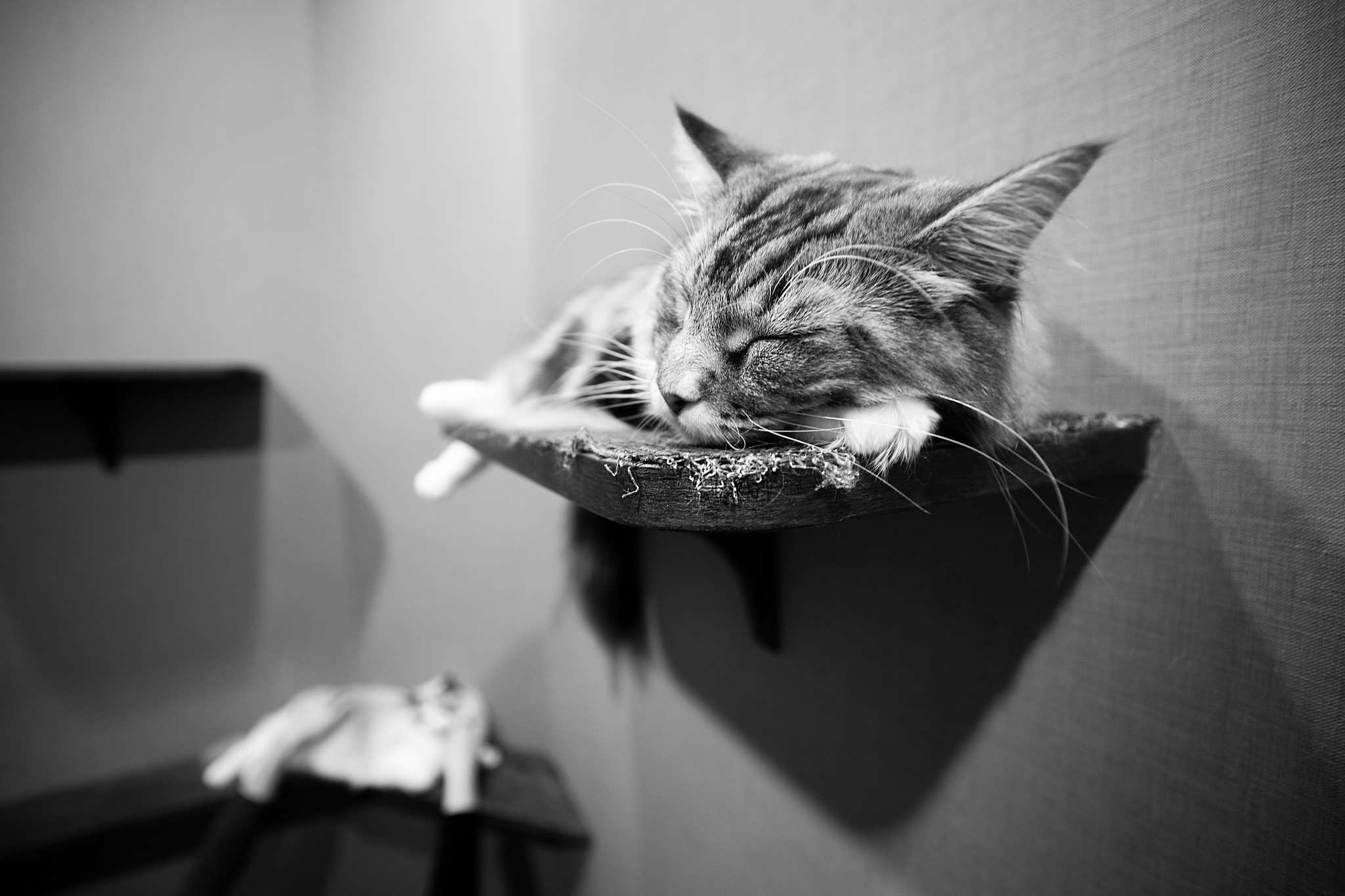 Two cats sleeping on shelves HD Wallpaper