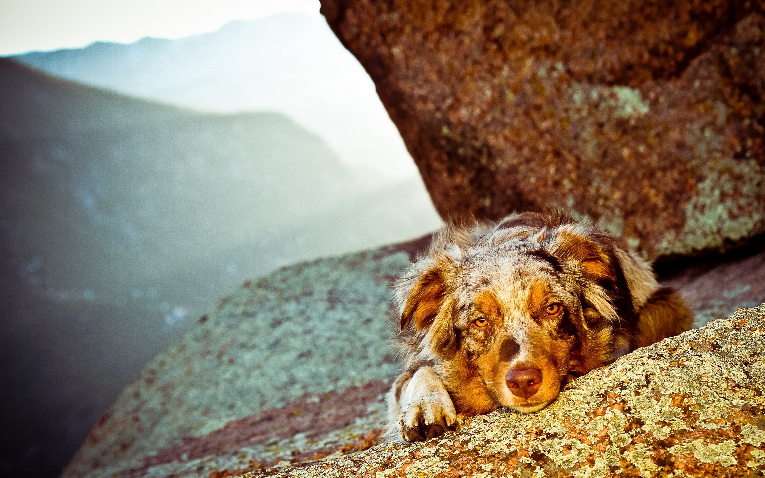 Australian Shepherd dog resting on rocks in mountains HD Wallpaper