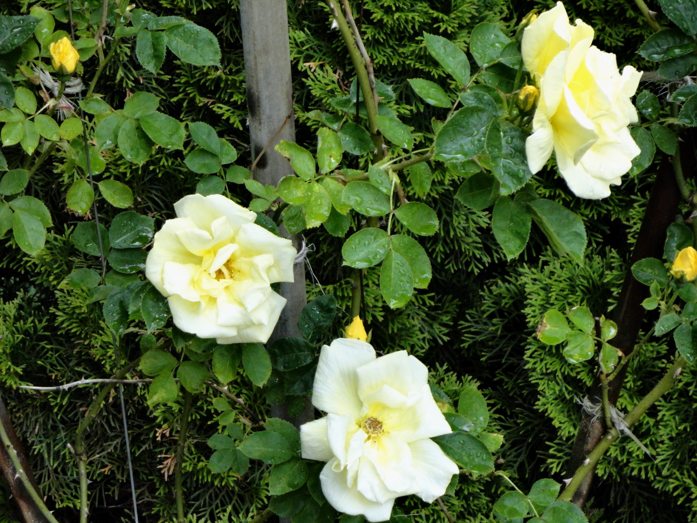 Yellow Roses on a Bush HD Wallpaper