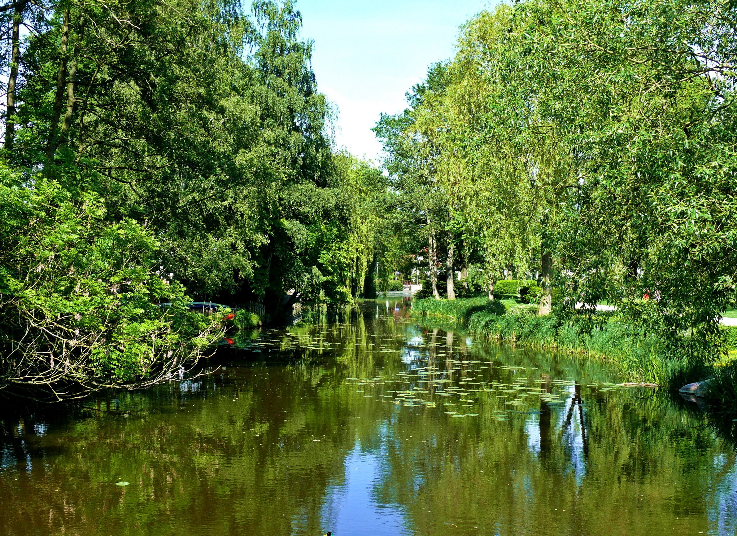 Canal with trees and reflections HD Wallpaper