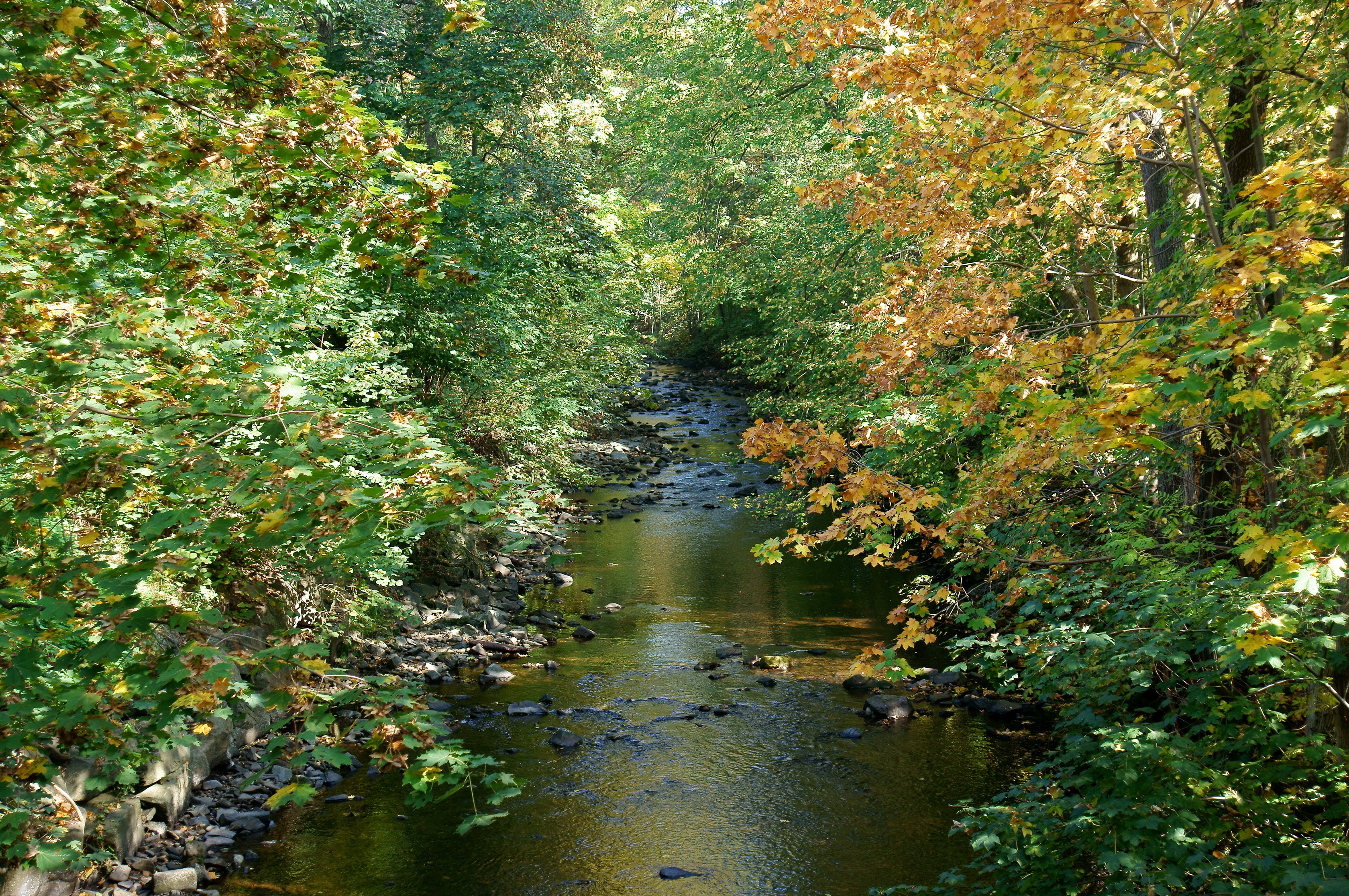 A stream flows through a forest in autumn HD Wallpaper