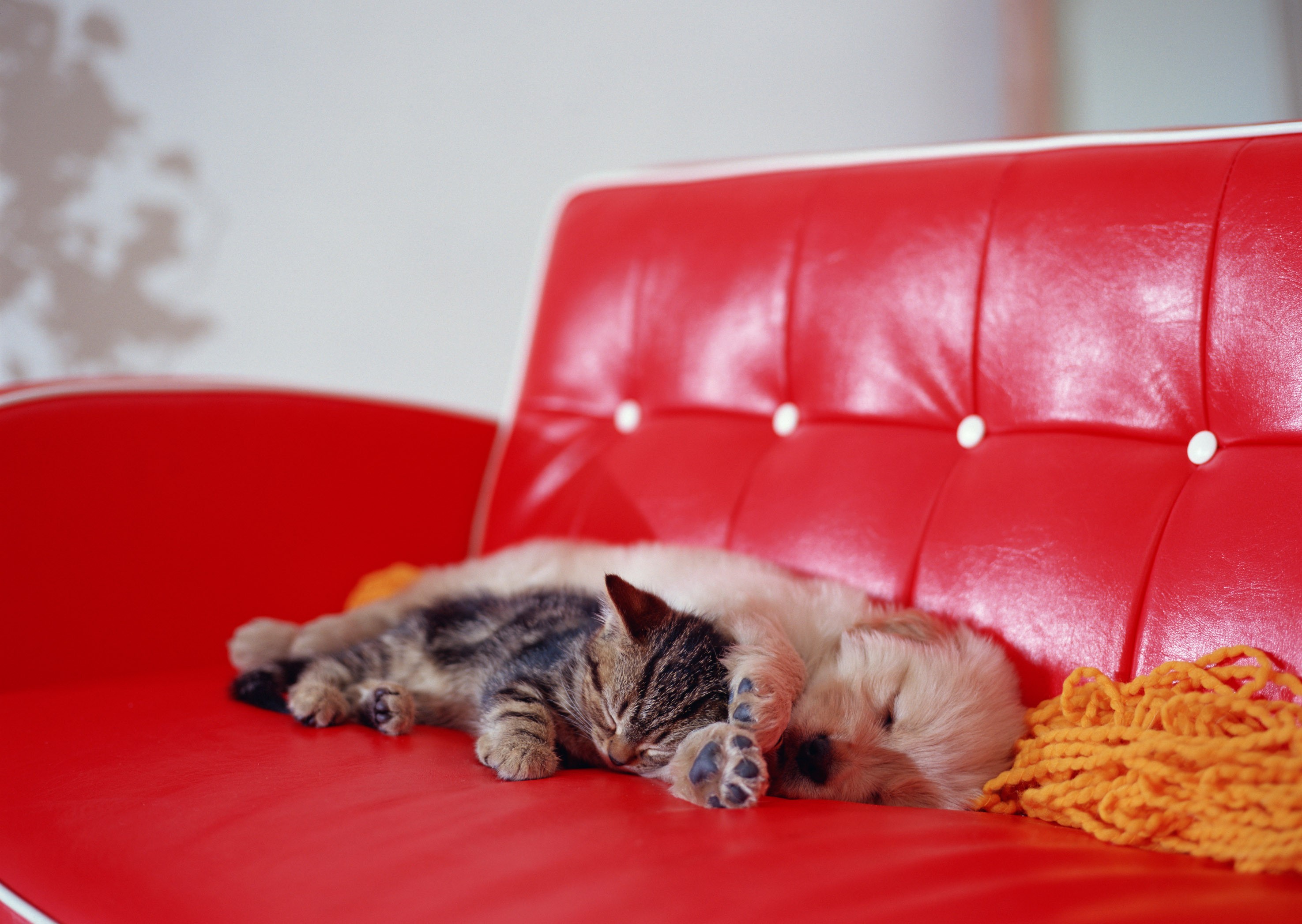 Kitten and puppy sleeping on a red couch HD Wallpaper
