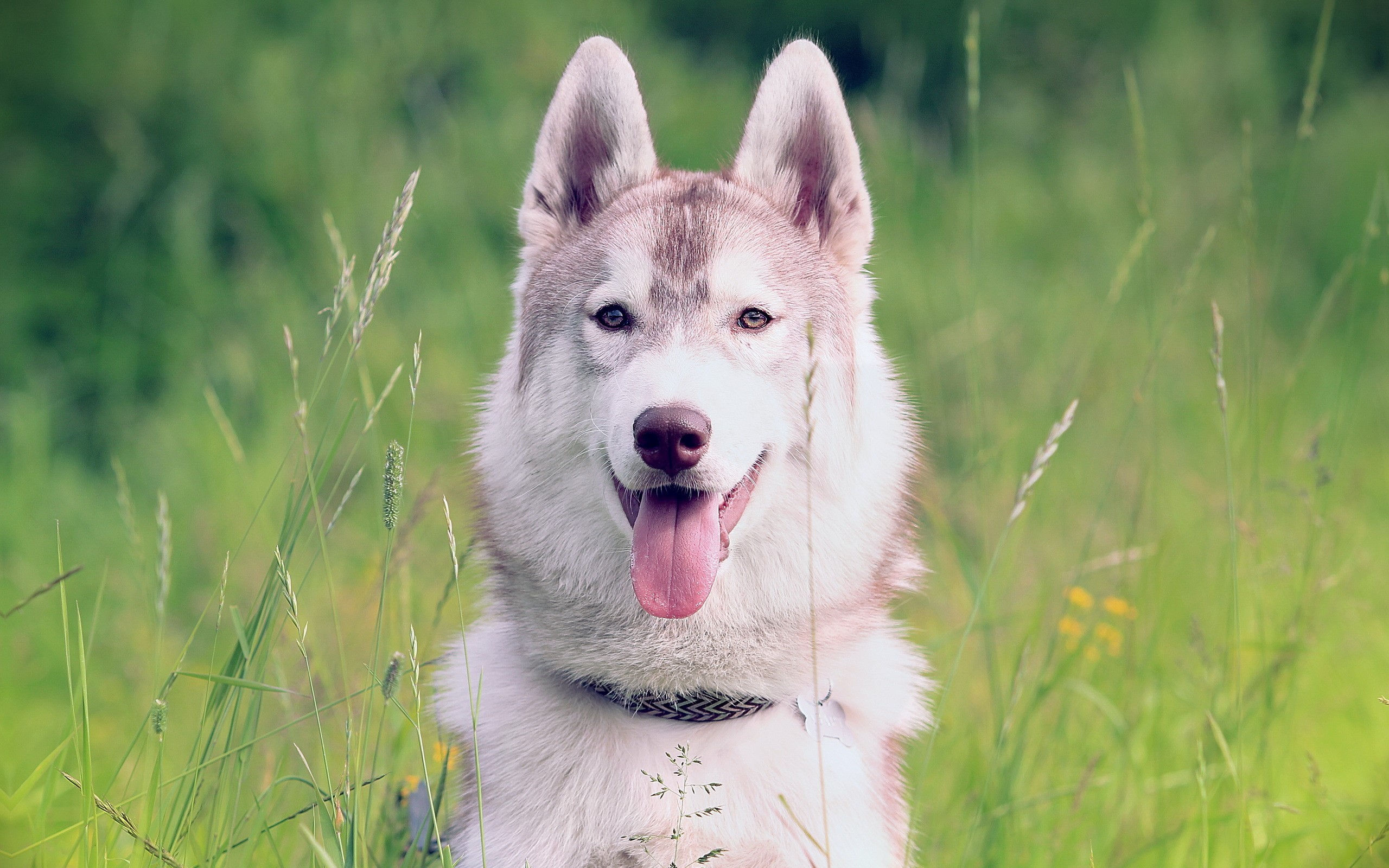 Husky dog sitting in tall green grass HD Wallpaper